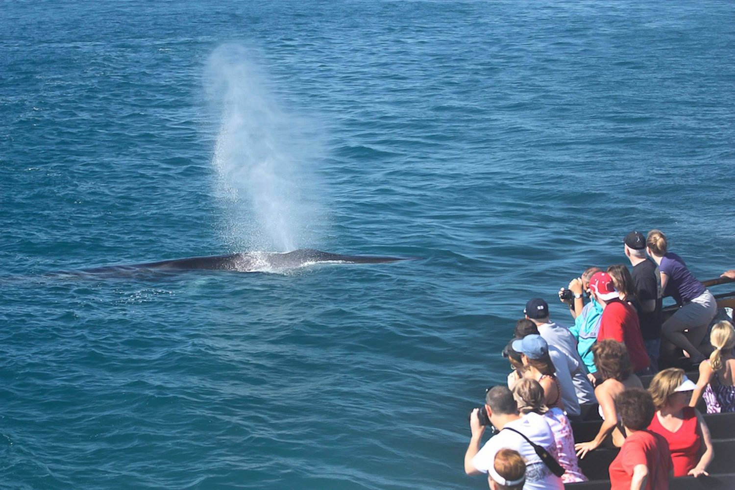 San Diego Whale Watching Cruise with Ocean Experts