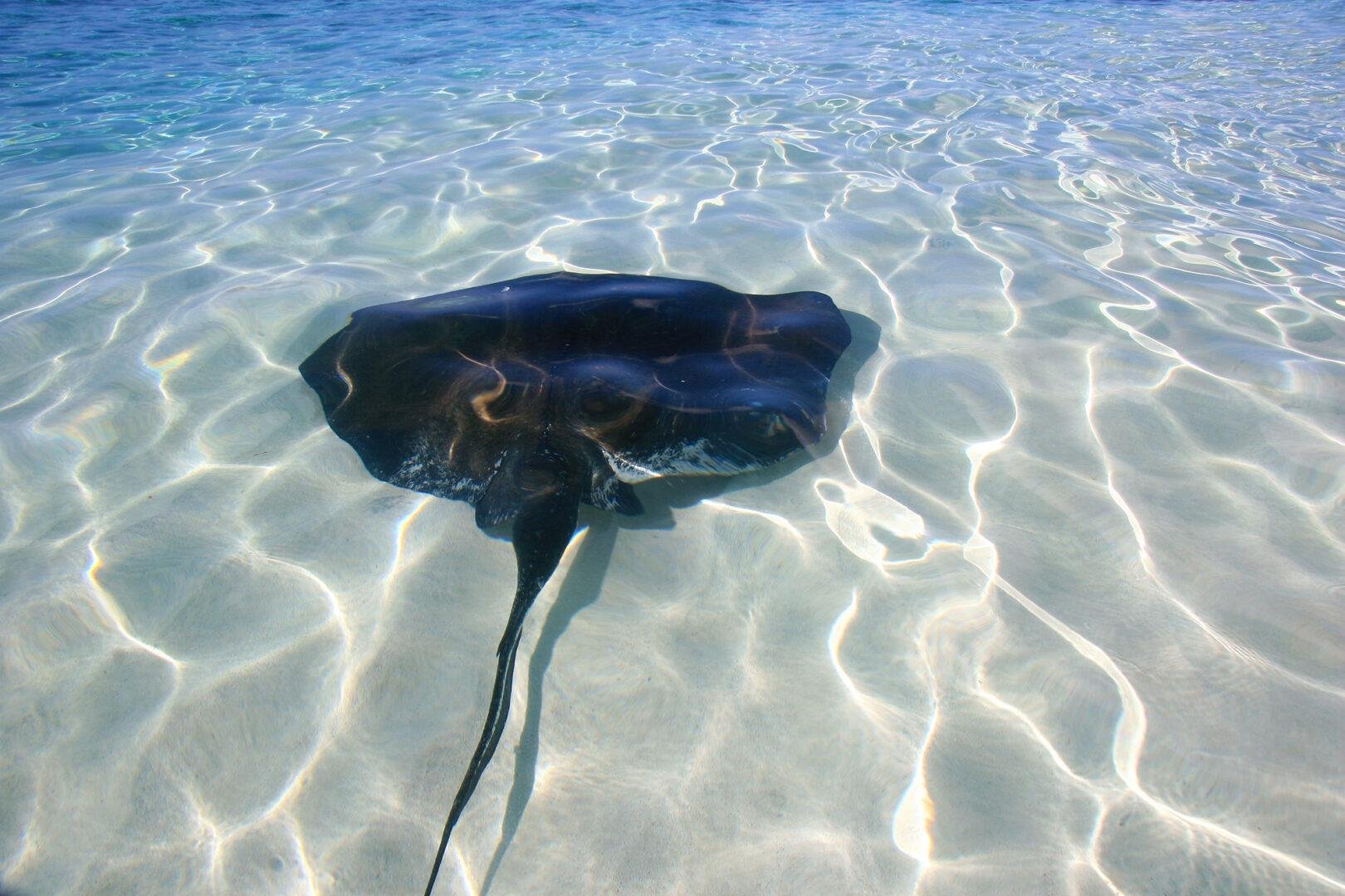 Grace Bay Catamaran Snorkel & Sail