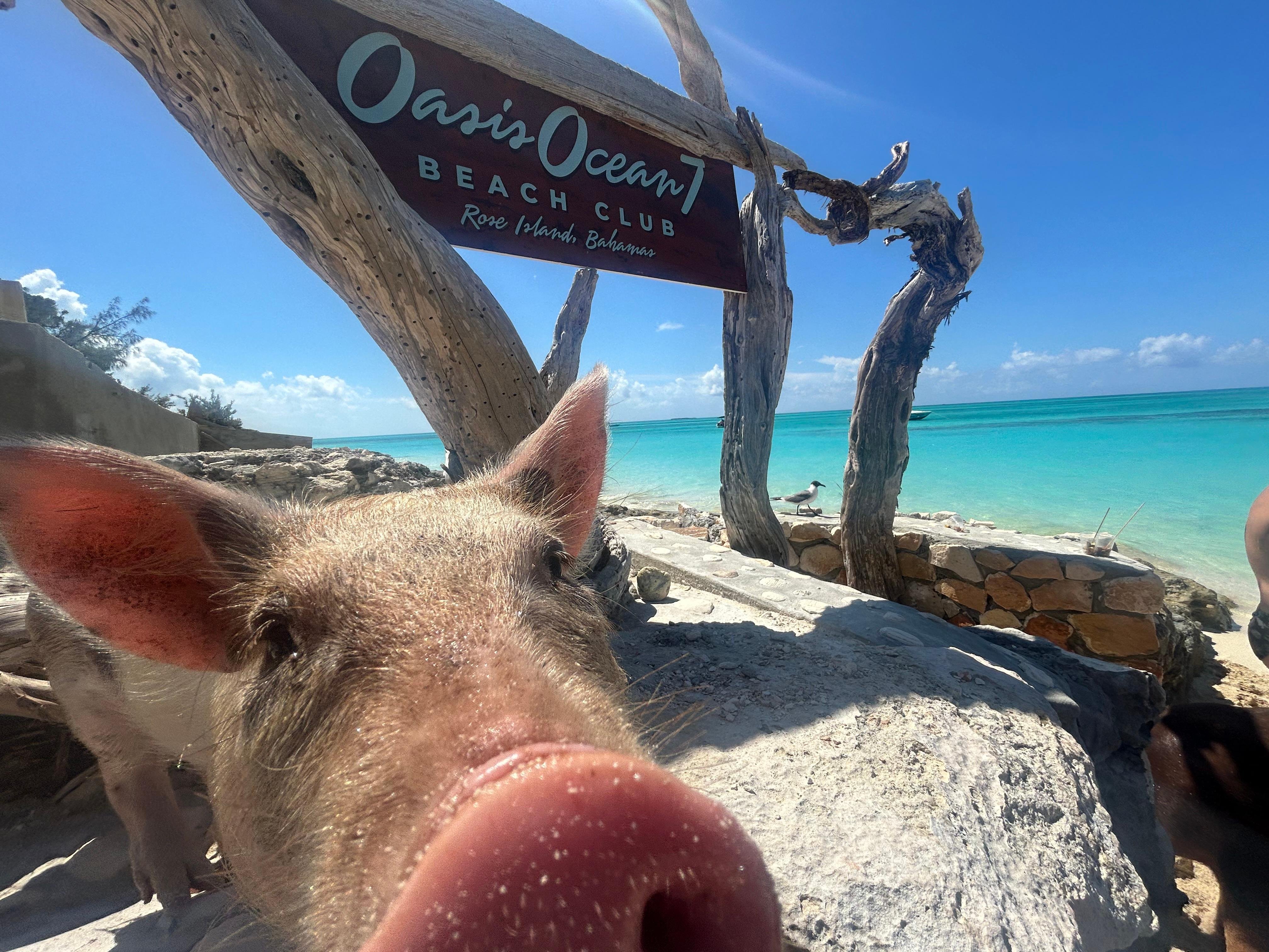 Nassau Powerboat Adventure: Snorkeling, Turtles & Private Beach Club