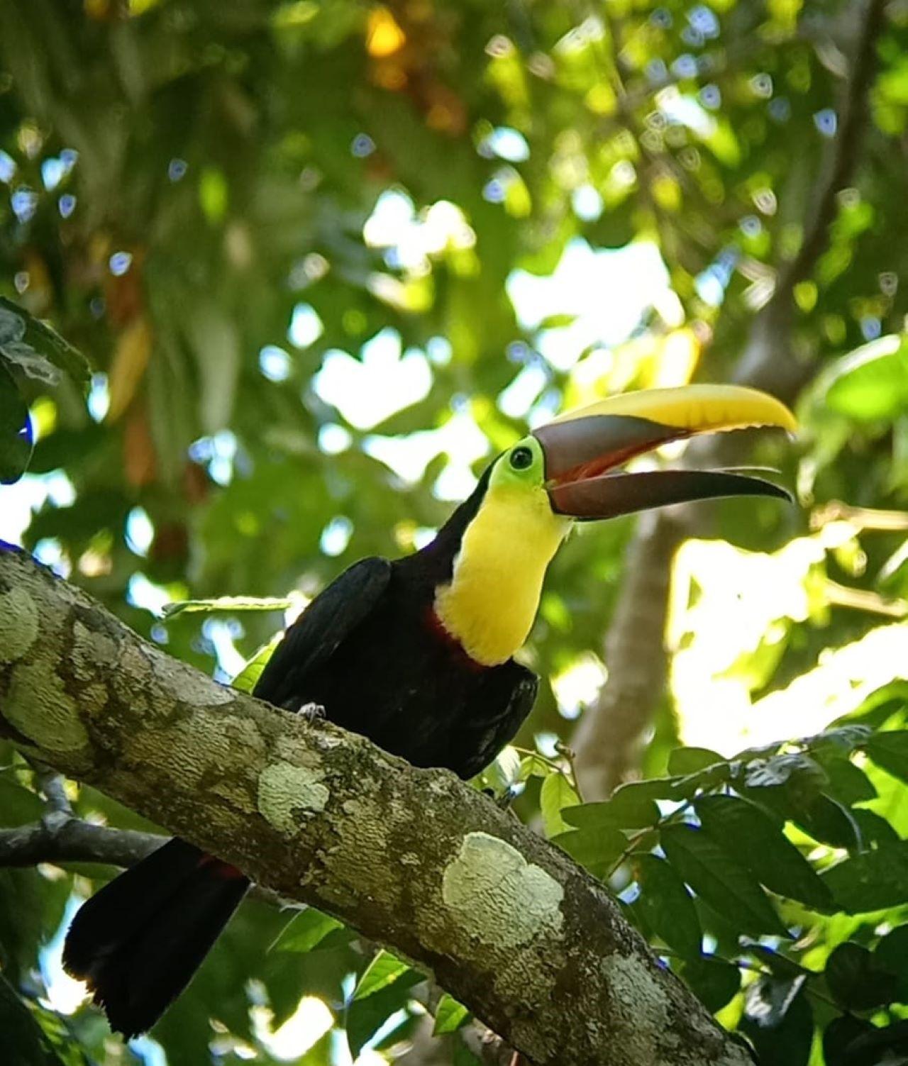 Manuel Antonio National Park: Expert-Guided Wildlife Hike