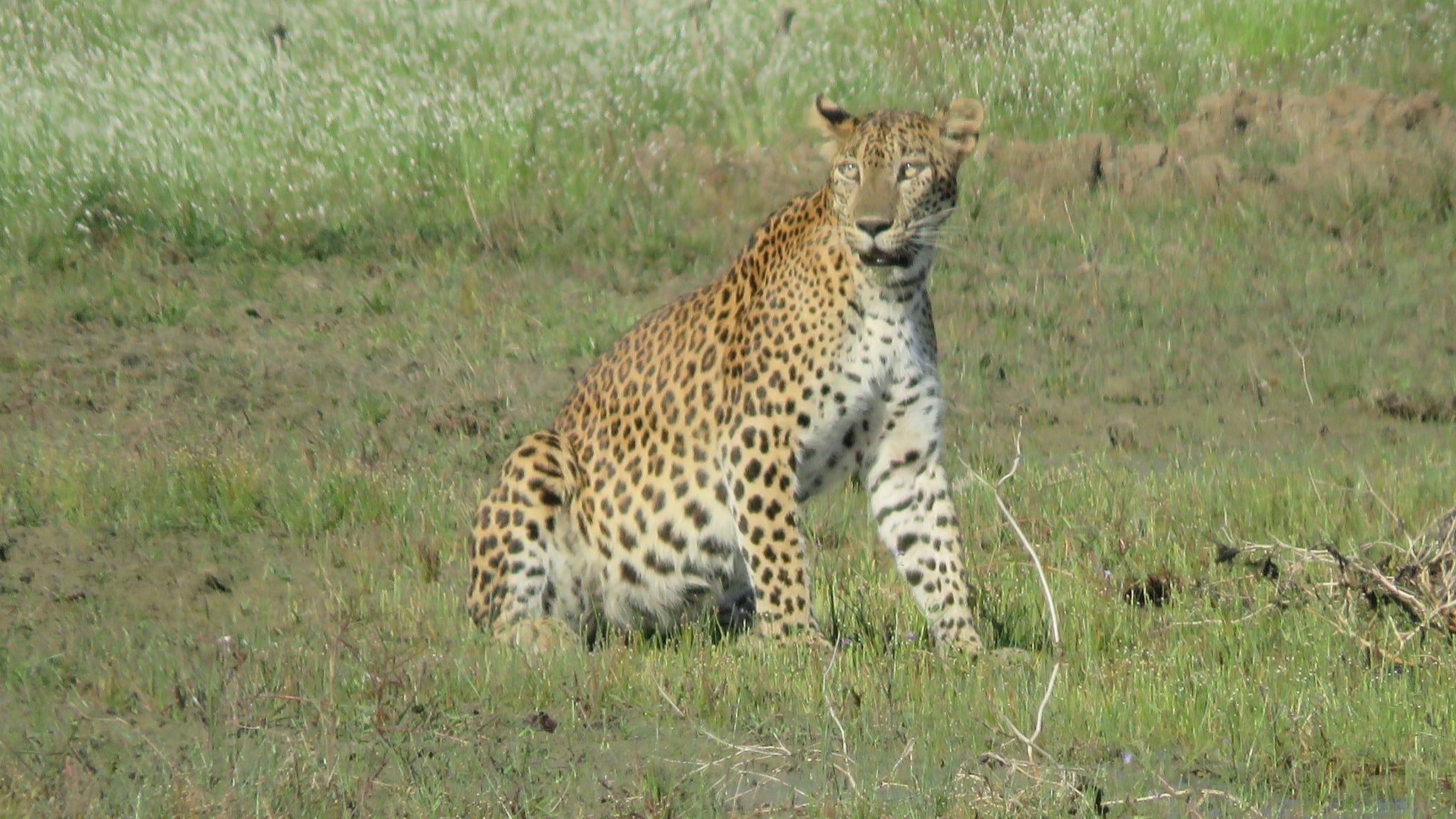 Full-Day Wilpattu National Park Safari Adventure