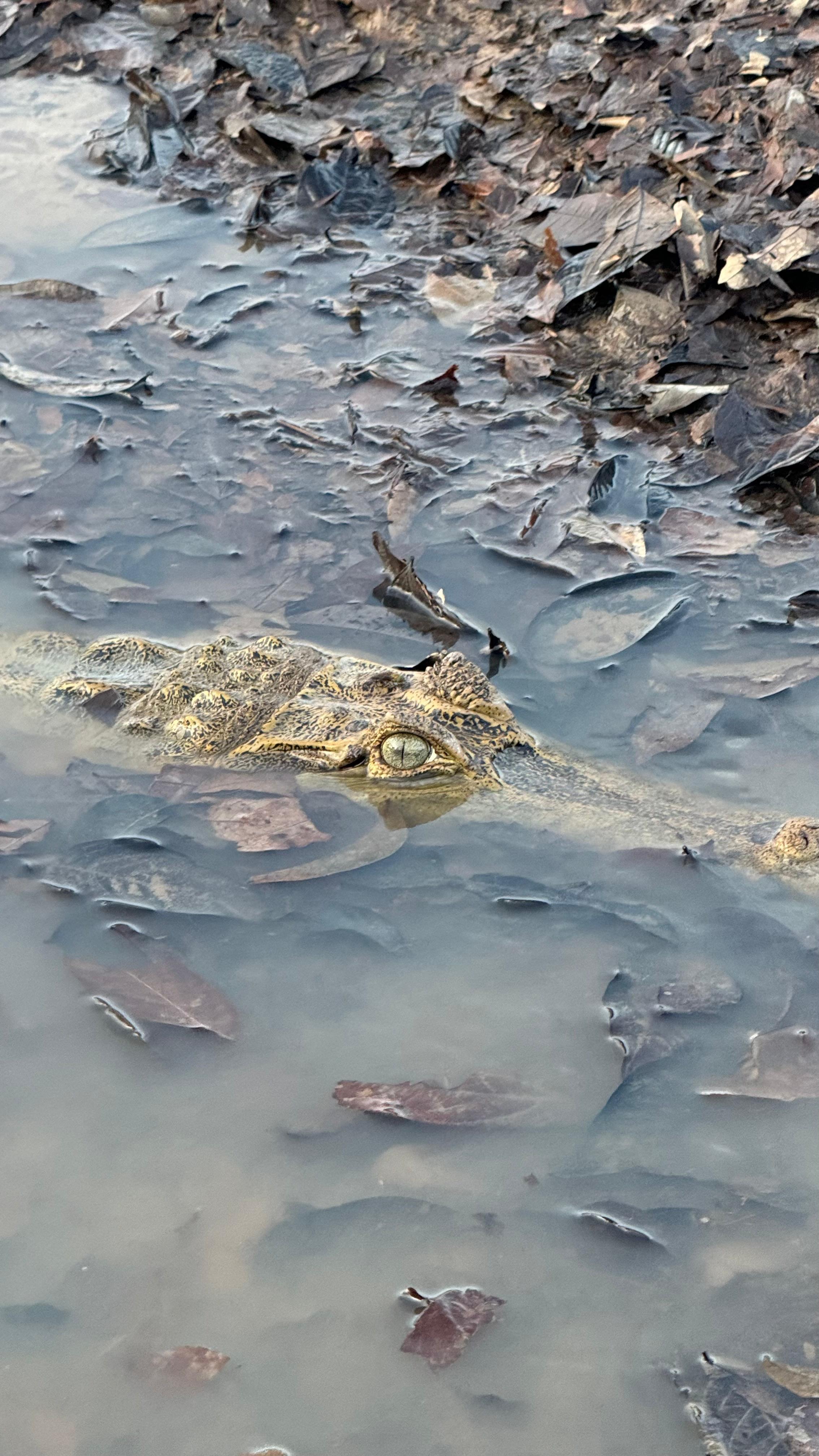 Cuyabeno Amazon Reserve: 3-Day Jungle Immersion