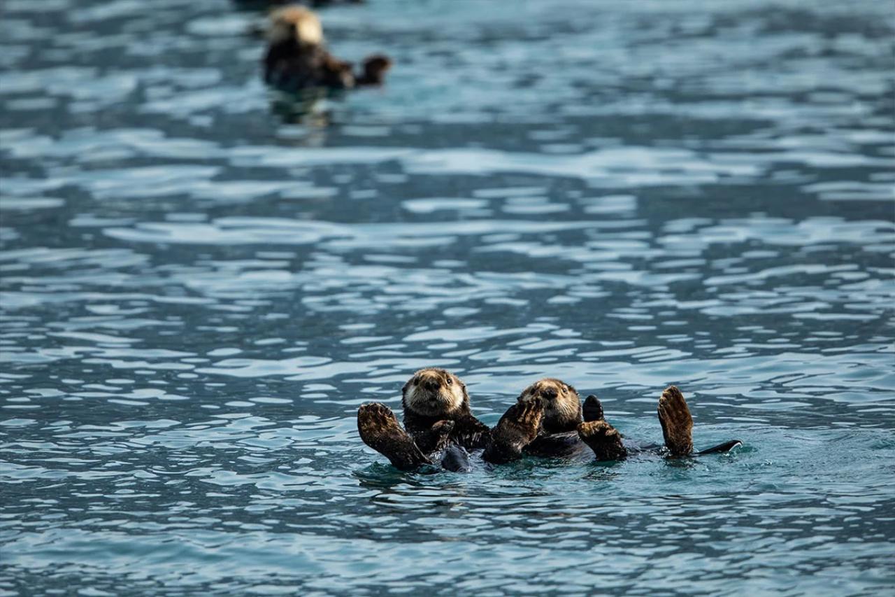 Seward: Full-Day Northwestern Fjord Glacier & Wildlife Tour
