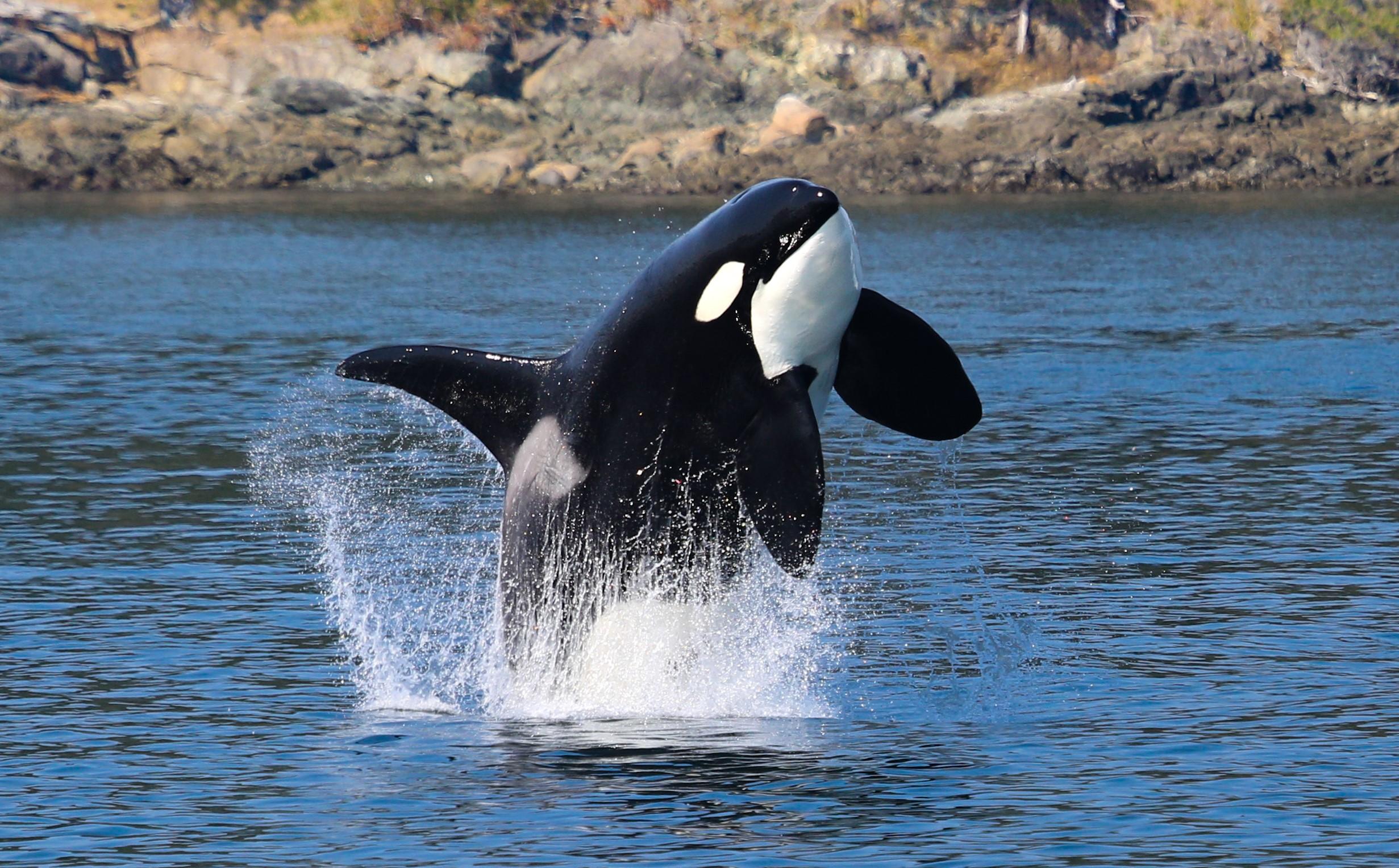 Orcas Island: Guaranteed Killer Whale Boat Expedition