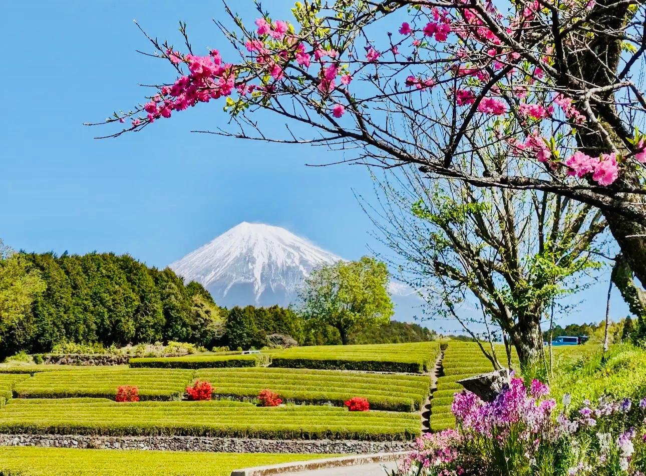Tokyo to Mt. Fuji Private Luxury Day Tour with Hotel Pickup