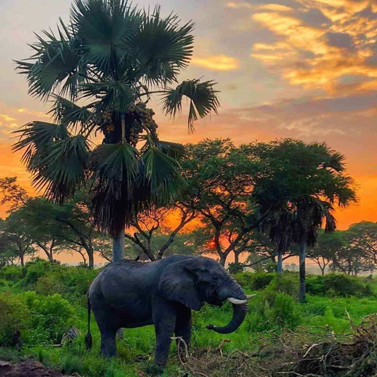 Mikumi National Park 3-Day Safari from Zanzibar