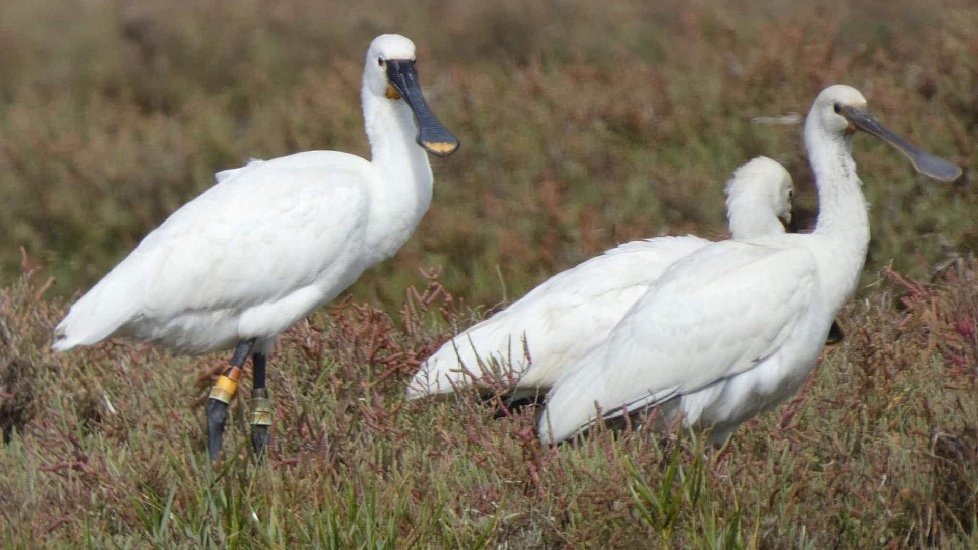 Faro: Ria Formosa Eco Birdwatching Boat Tour