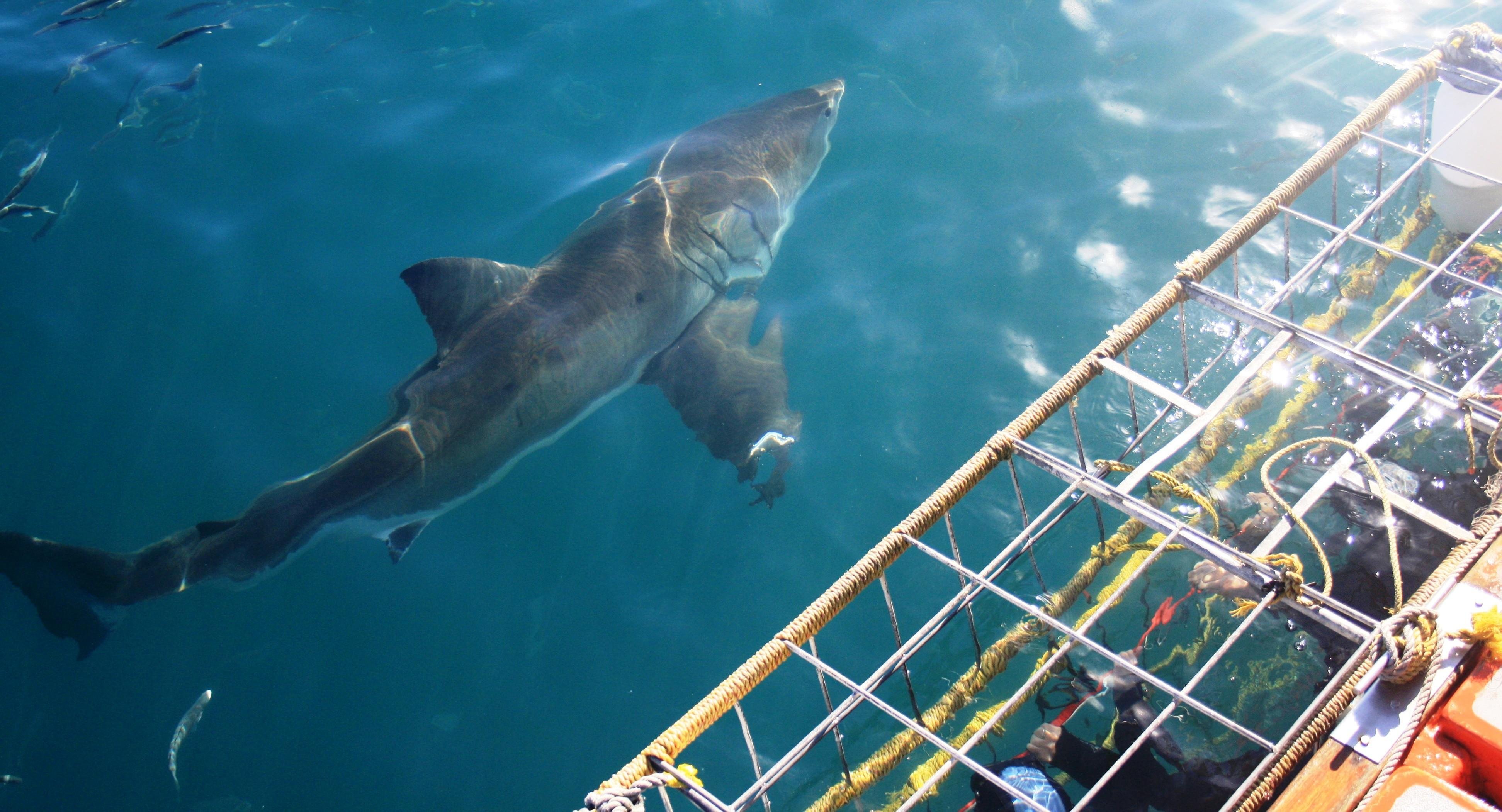 Shark Cage Diving from Cape Town or Hermanus – White Shark Projects