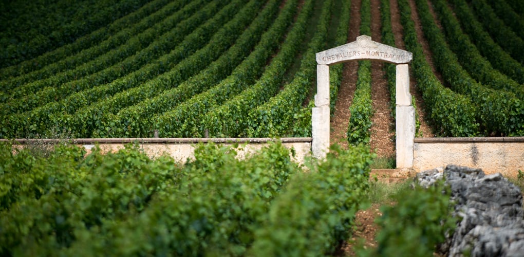 Private Burgundy Wine Tour