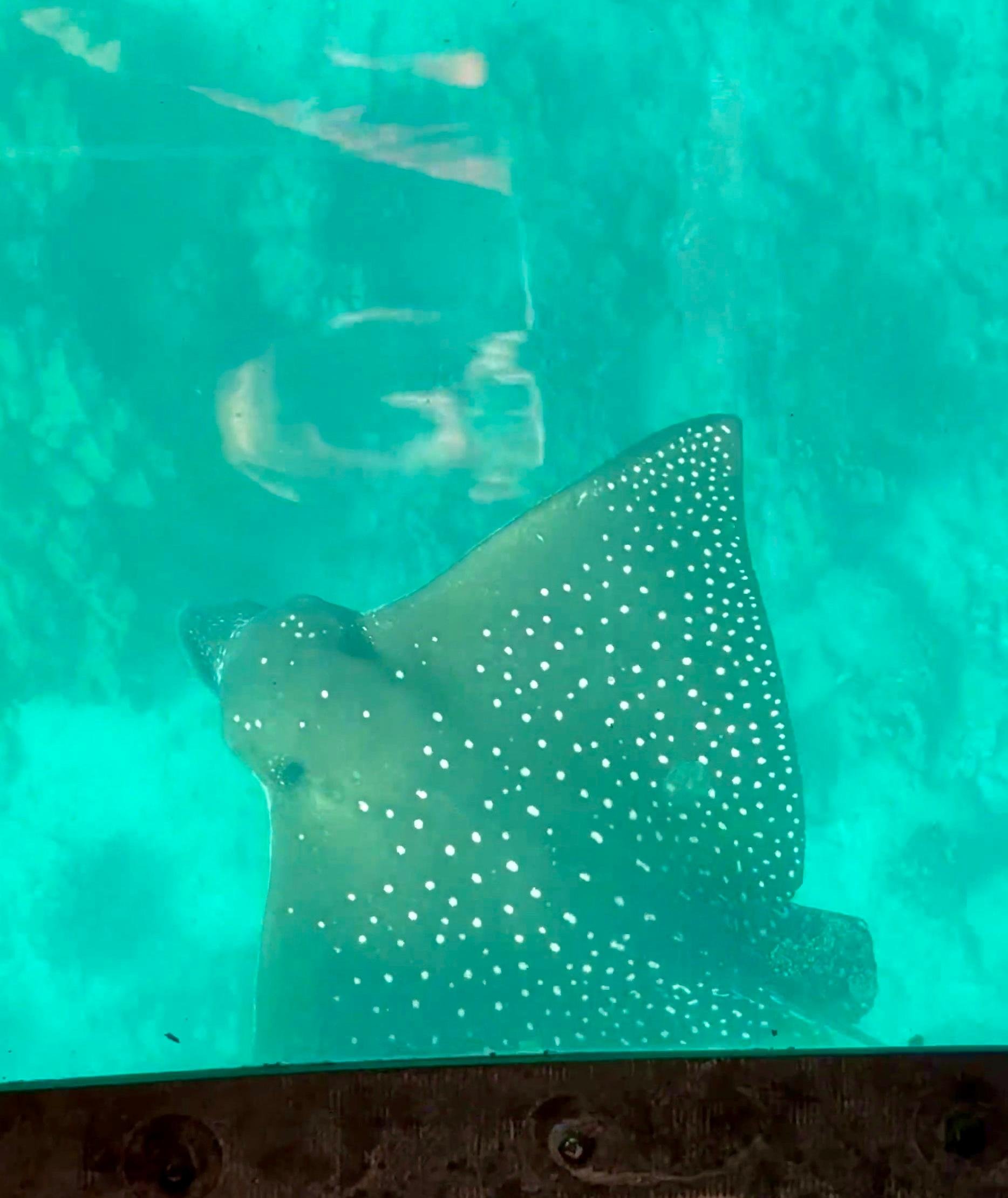 Honolulu Glass Bottom Boat Adventure