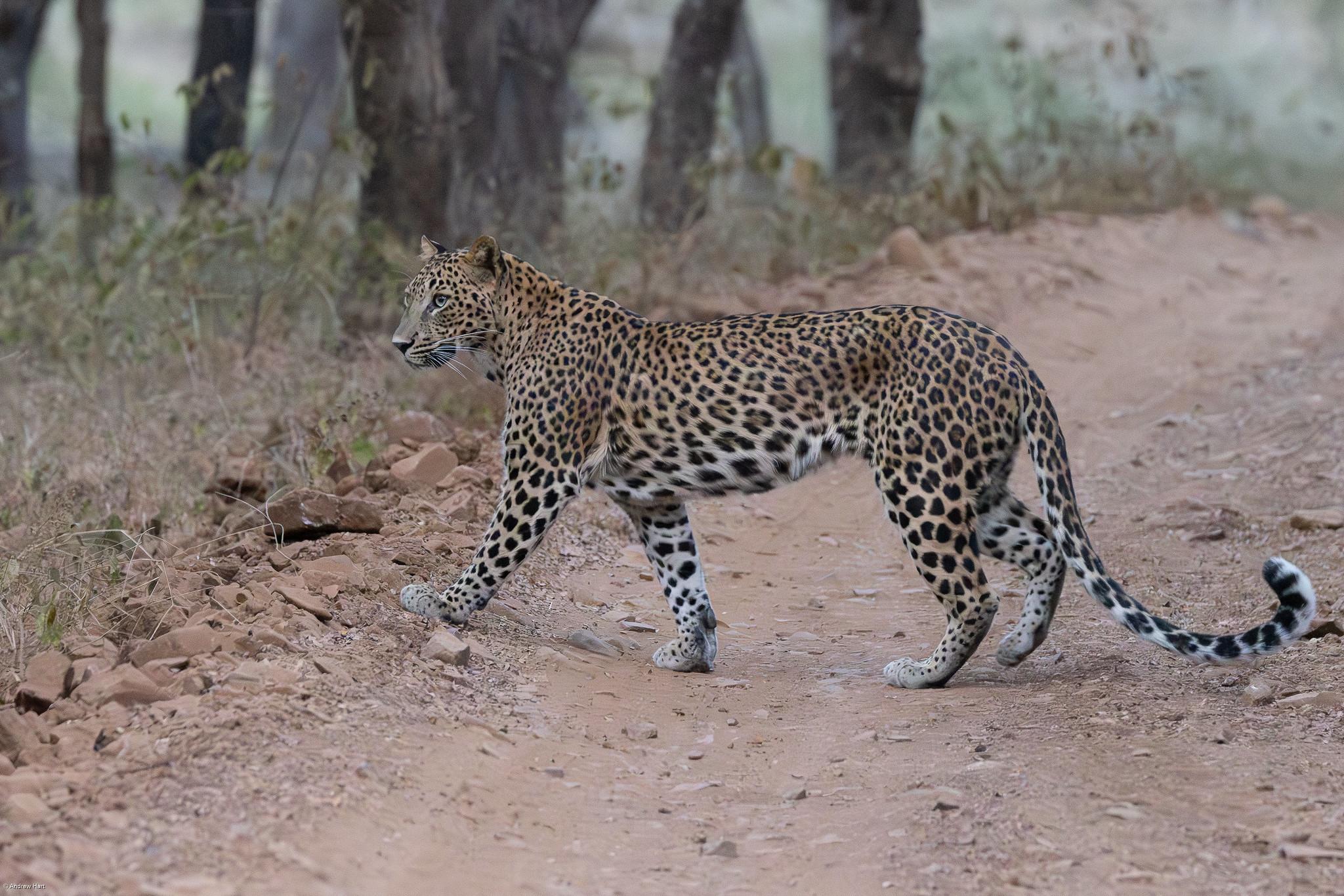 Jaipur Leopard Safari: Jhalana & Amargarh Private Day Tour