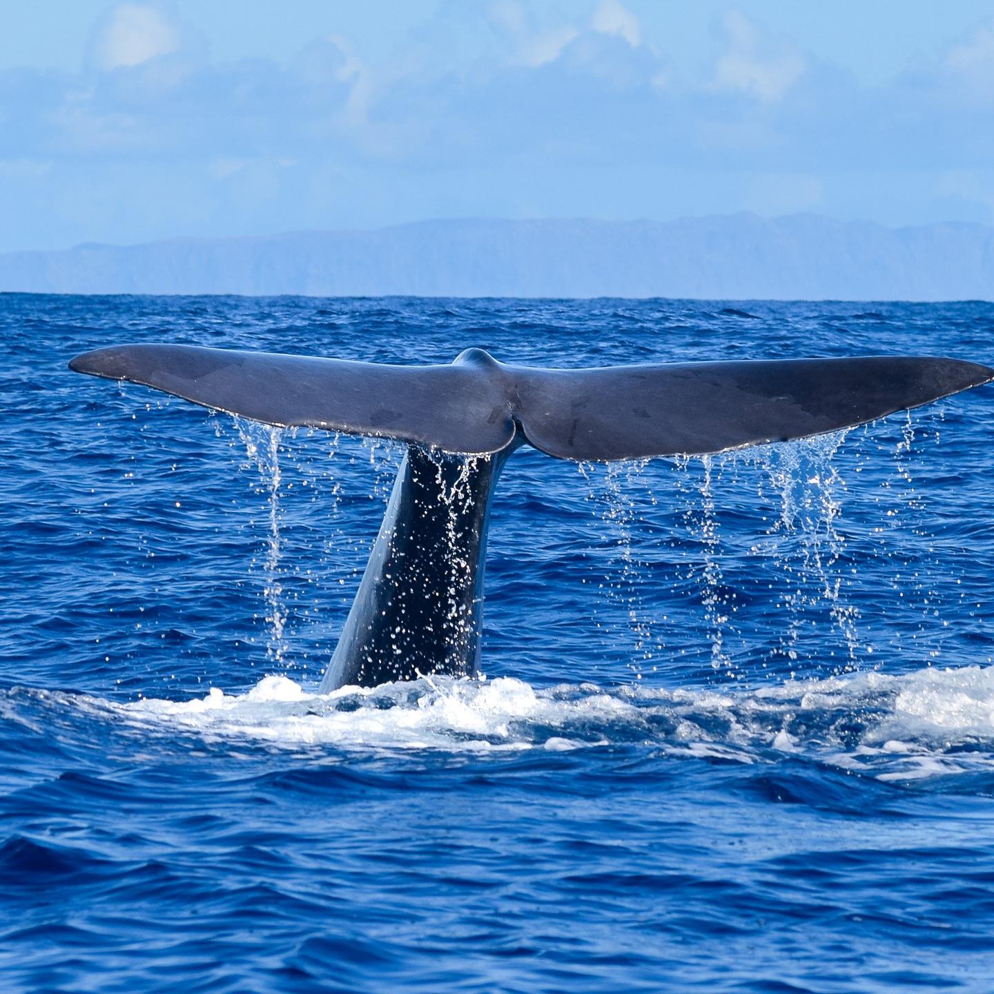 Funchal: Eco-Friendly Whale & Dolphin Watching Speedboat Cruise