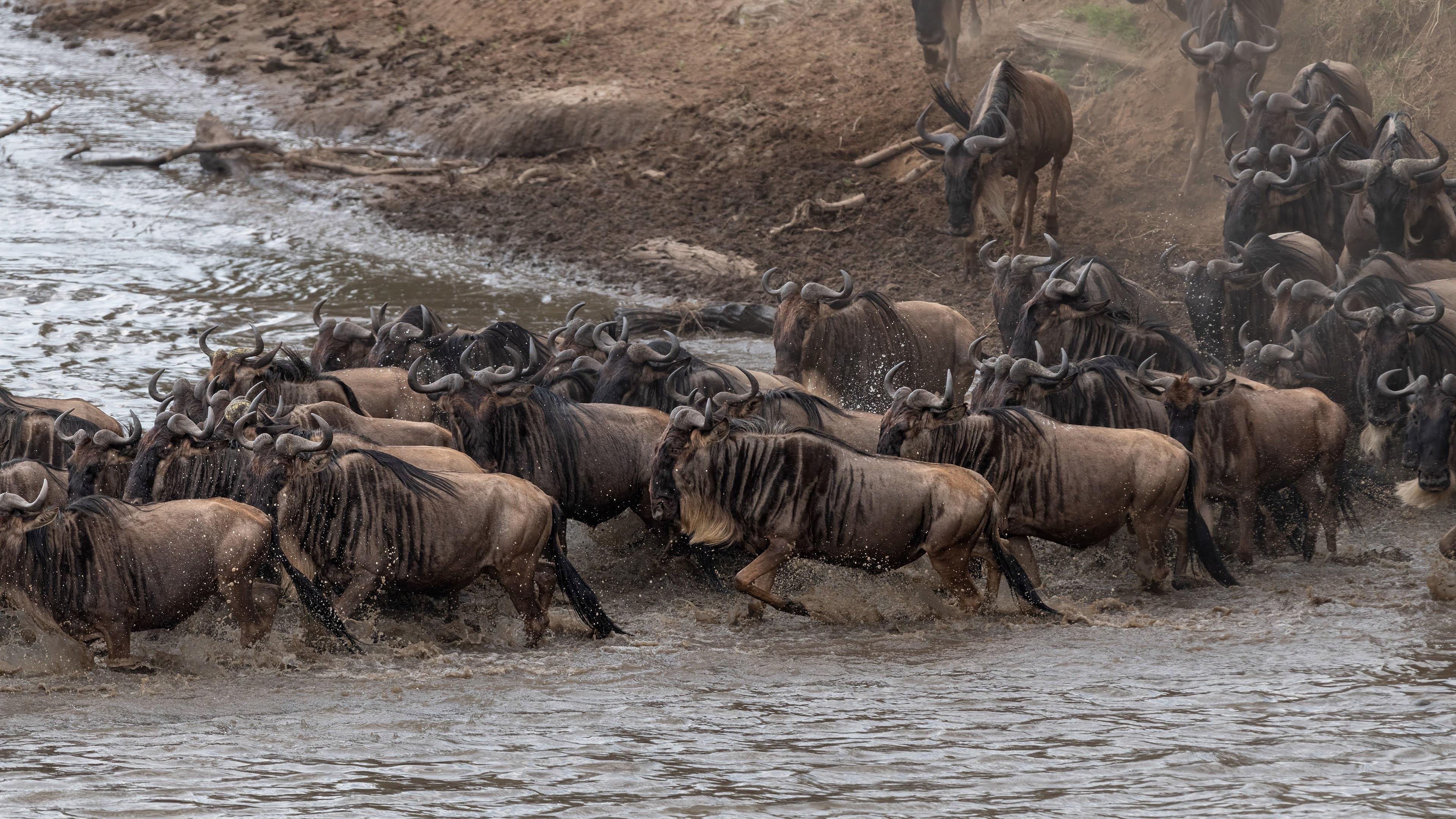 Maasai Mara Express: 1-Day Safari from Nairobi