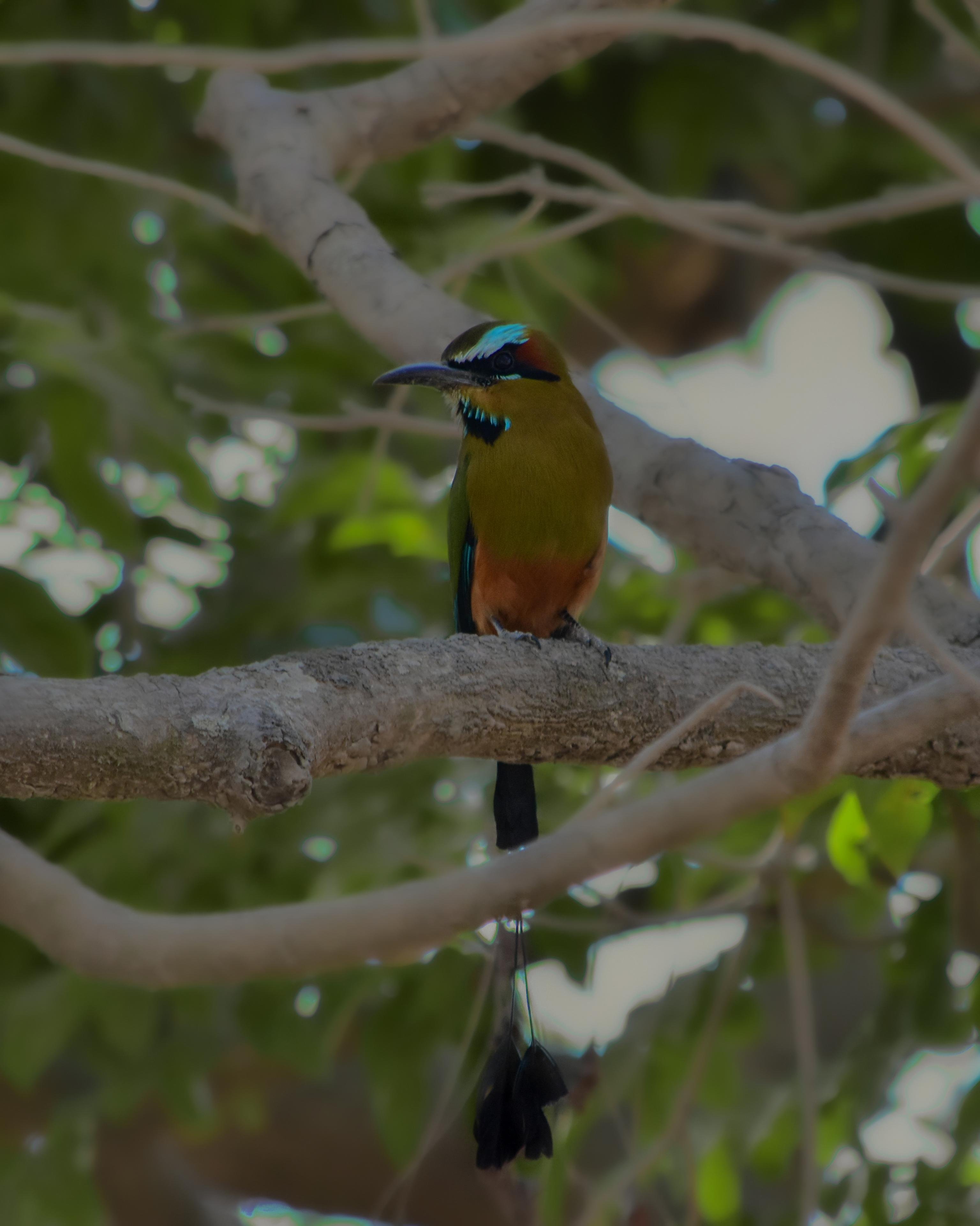 Curicancha Reserve Guided Cloud Forest Walk – Monteverde