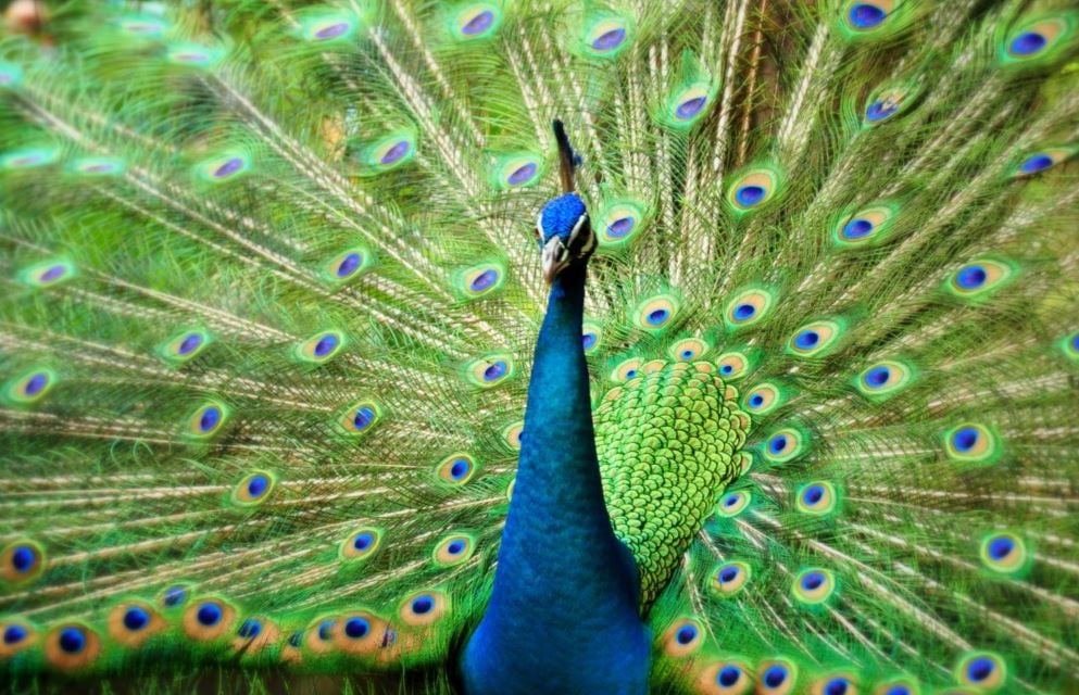 Kuala Lumpur Nature & Wildlife Private Tour