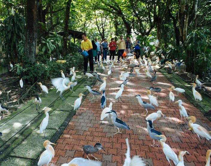 Kuala Lumpur Nature & Wildlife Private Tour