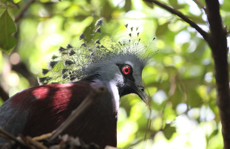 Kuala Lumpur Nature & Wildlife Private Tour