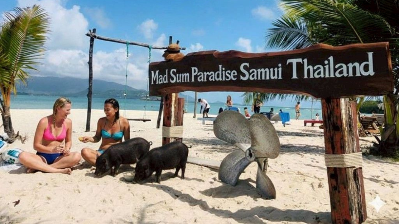 Samui Island Expedition: Viewpoints, Elephants & Pig Island