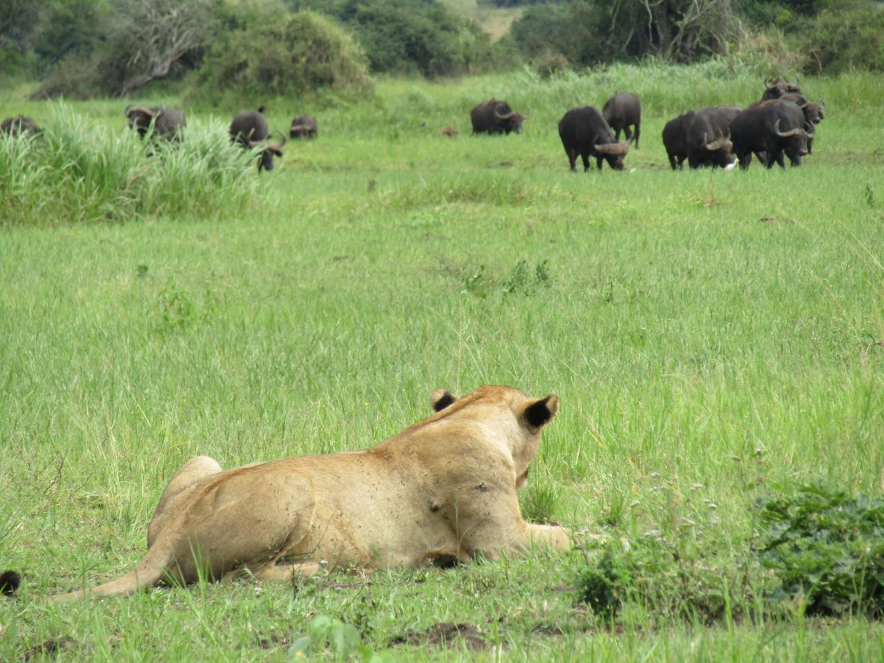 Full-Day Akagera National Park Safari from Kigali