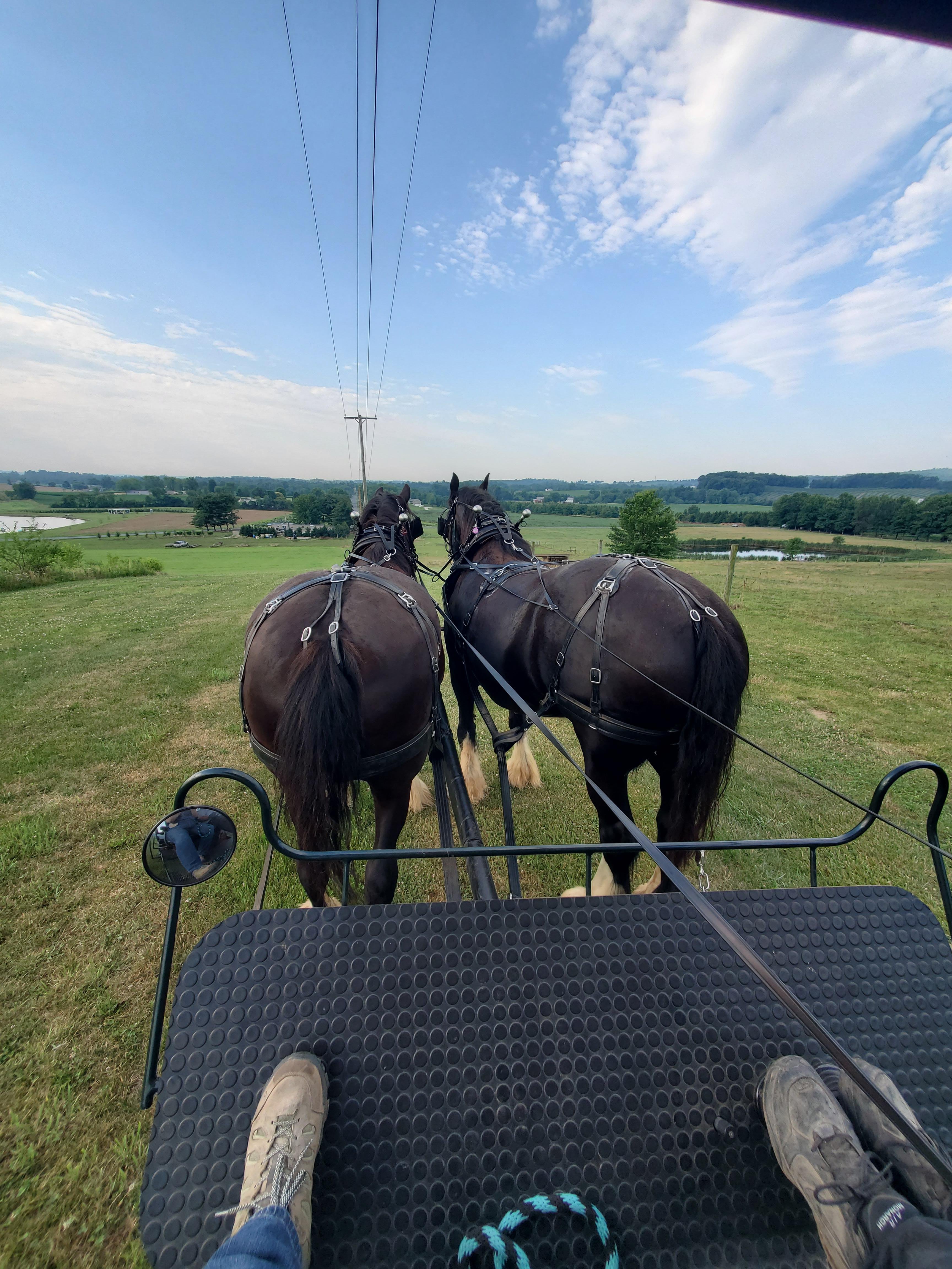 Horse-Drawn Carriage Ride Through Adams County Countryside