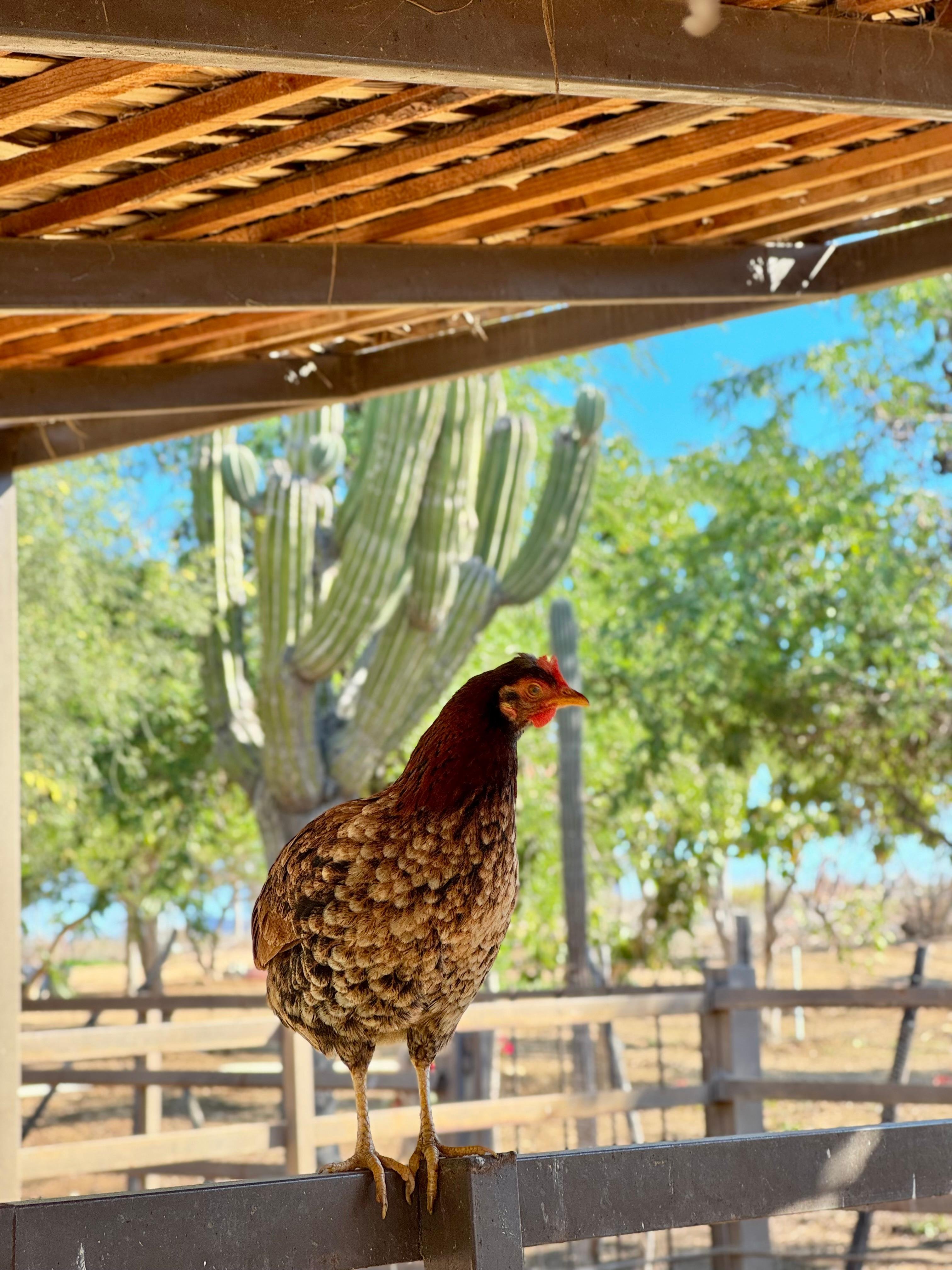 Cabo to La Paz Private Day Tour: Todos Santos, Balandra Beach & Cerritos Sunset