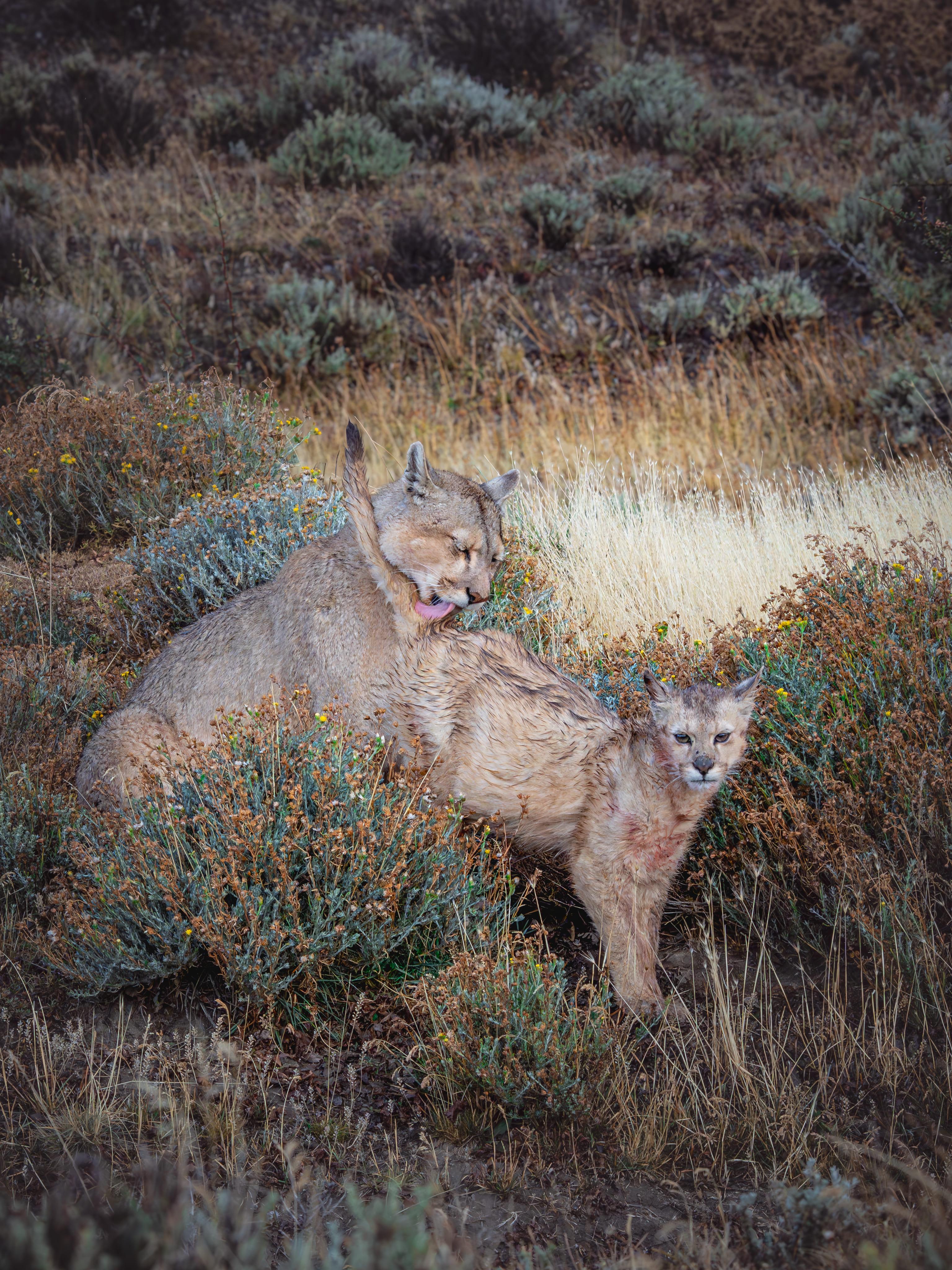 Patagonian Puma Tracking Expedition: Torres del Paine