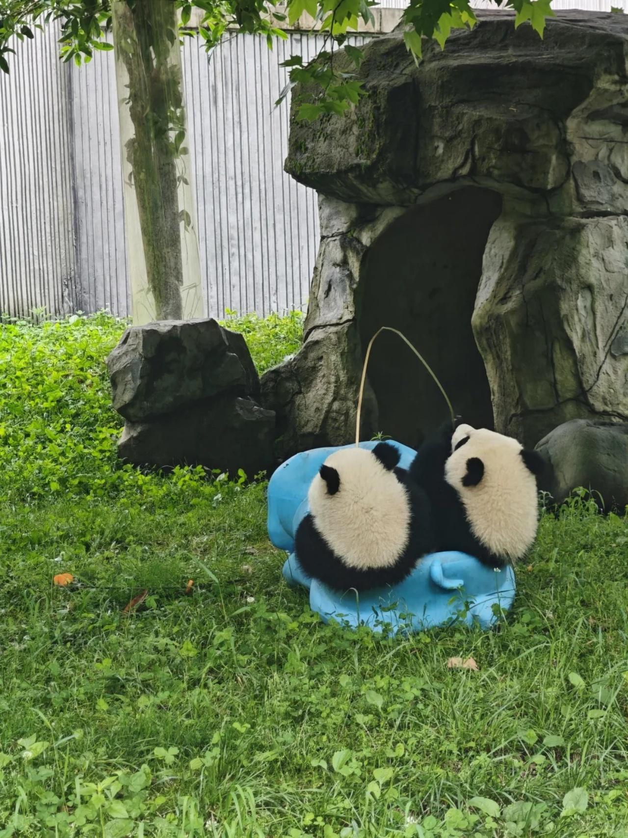 Private Full-Day Wolong Panda Base Expedition