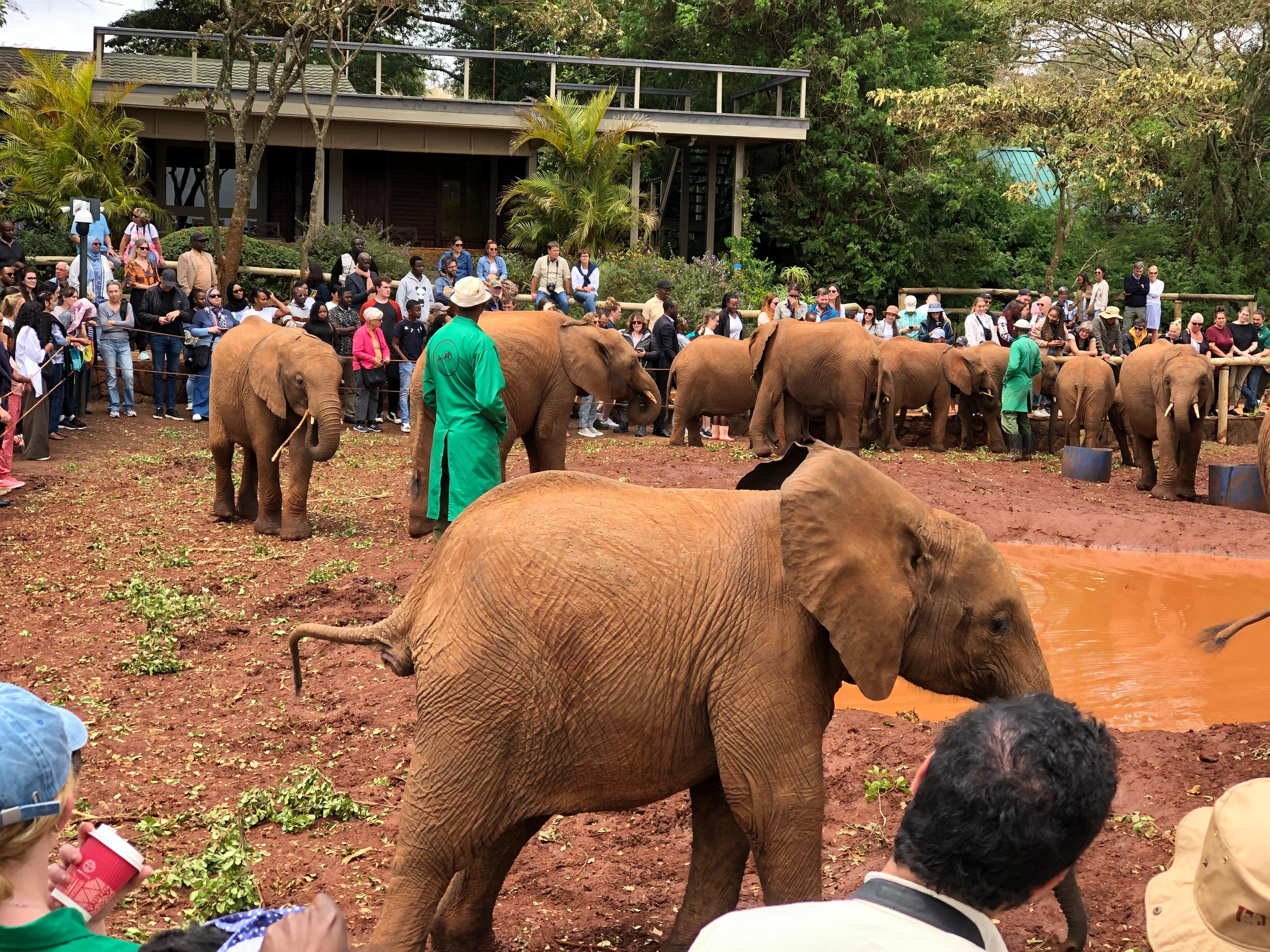Nairobi Elephant & Giraffe Sanctuary Half-Day Excursion