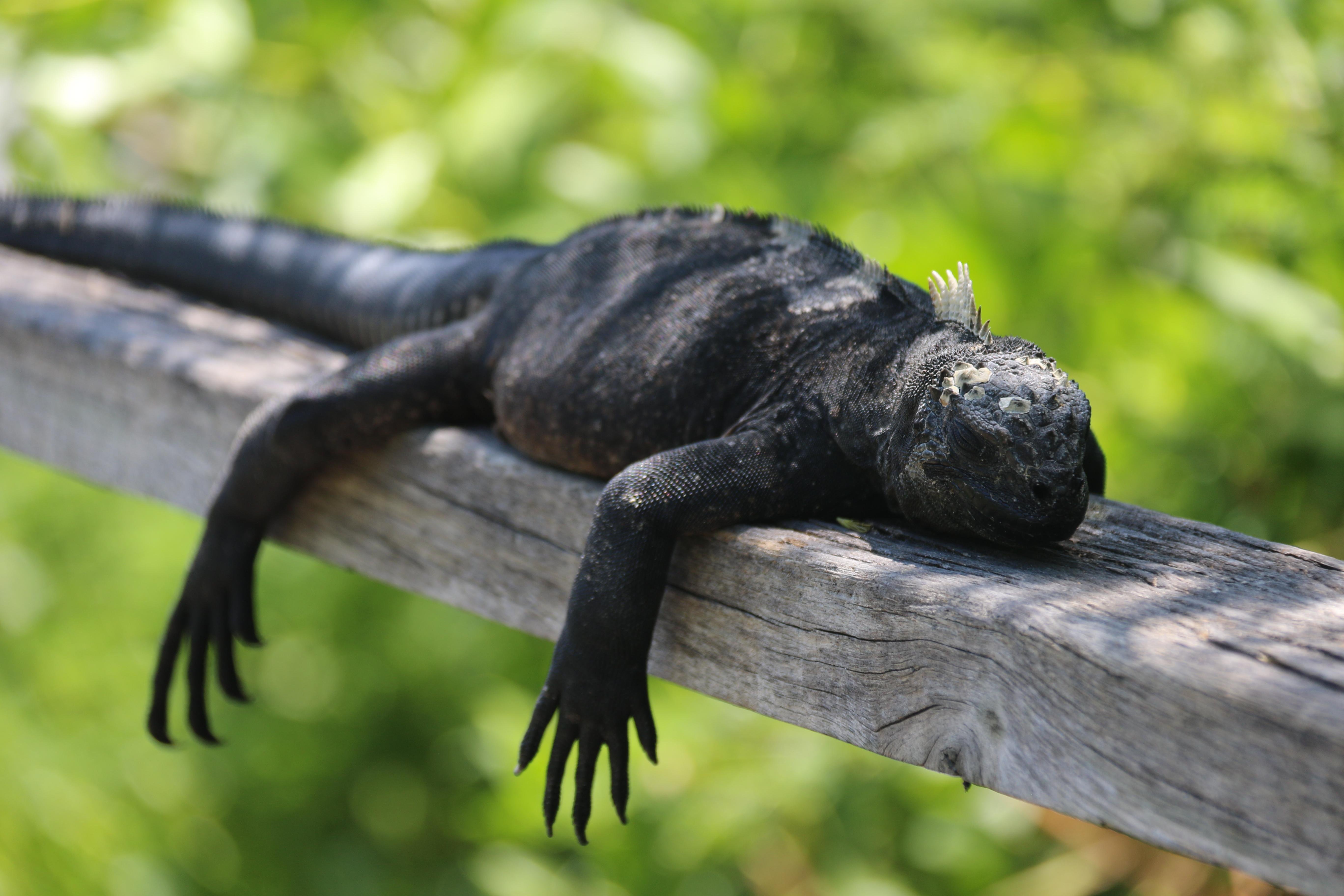 Isabela Island & Tintorera Islet Expedition from Puerto Ayora