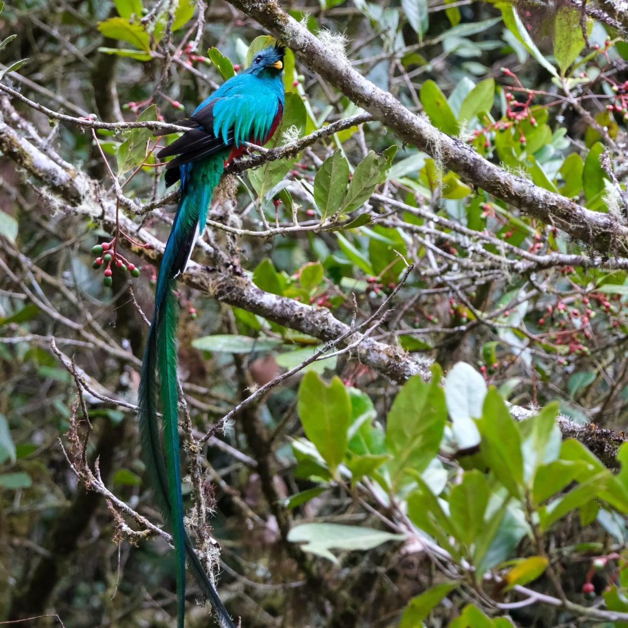 Monteverde Cloud & Transitional Forest Guided Walk