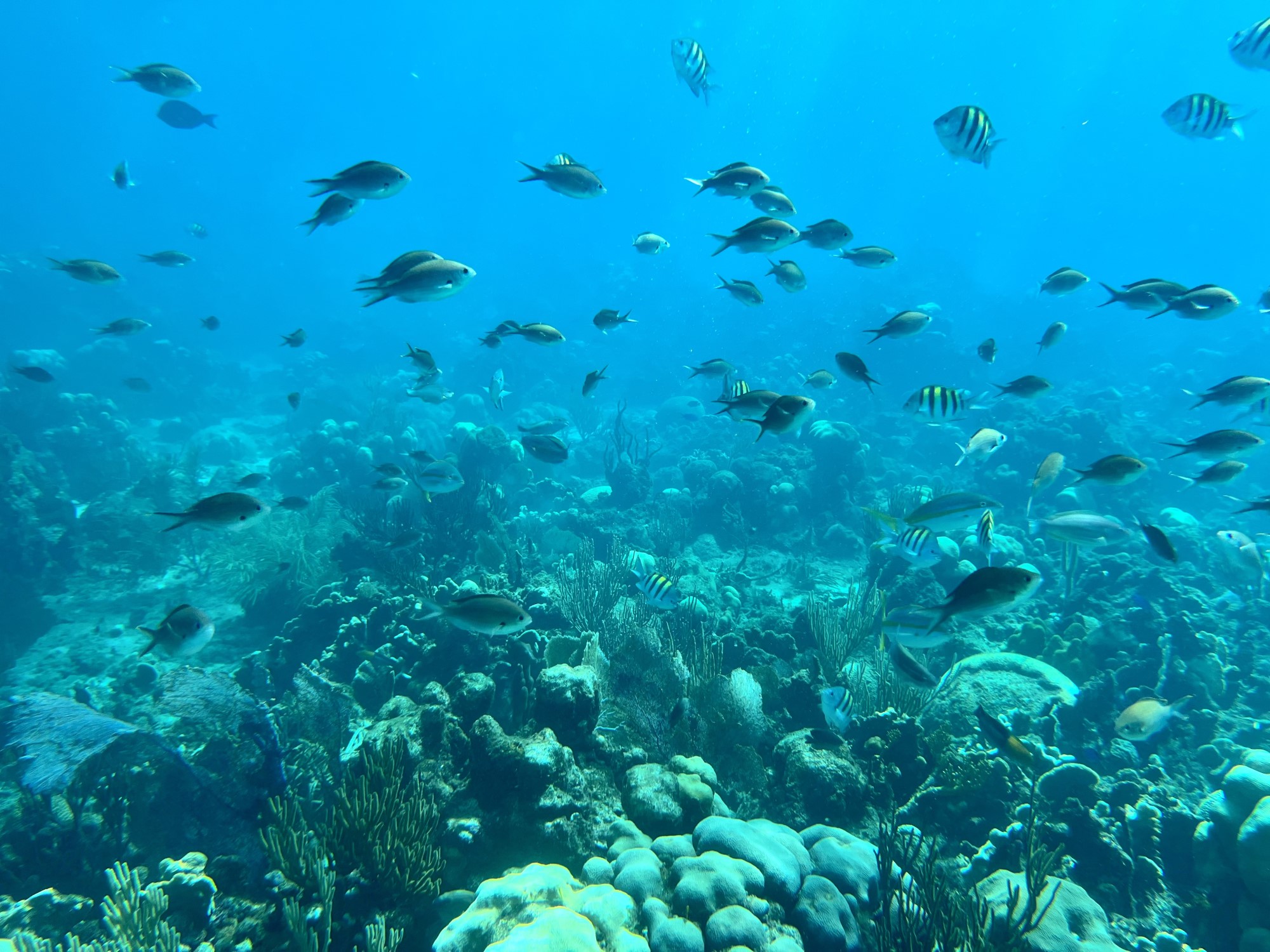 Catalina Island Snorkeling & Chavon River Day Tour from Punta Cana