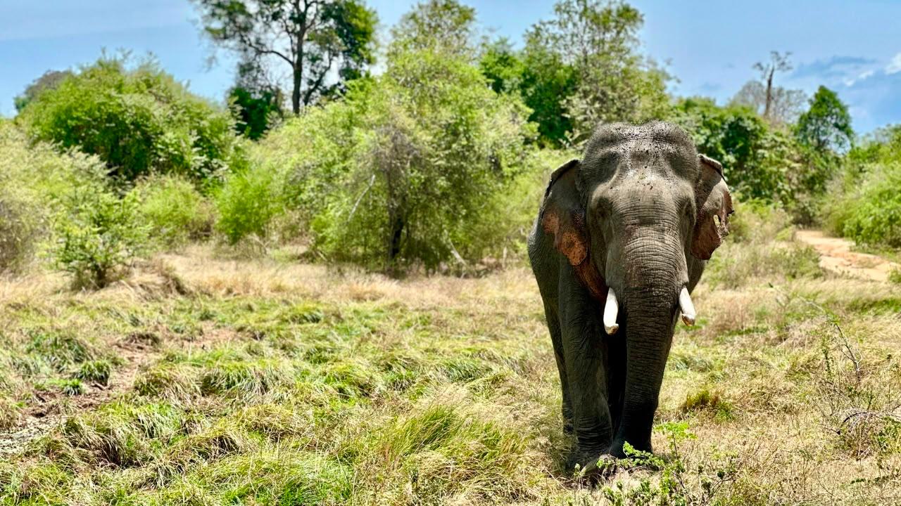 Private Udawalawe Safari with Lakeside Nature Break