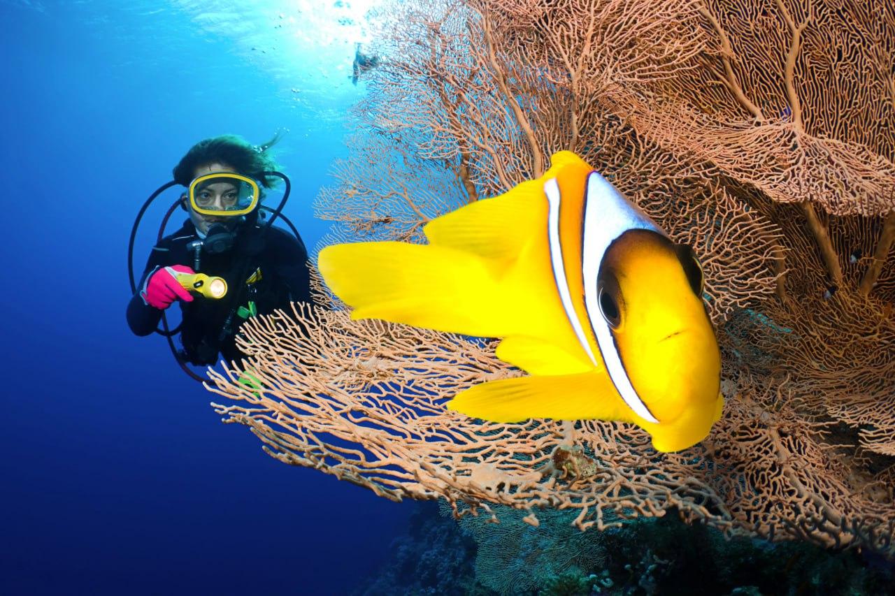 3-Dive Certification Expedition: Phi Phi Islands & Shark Point