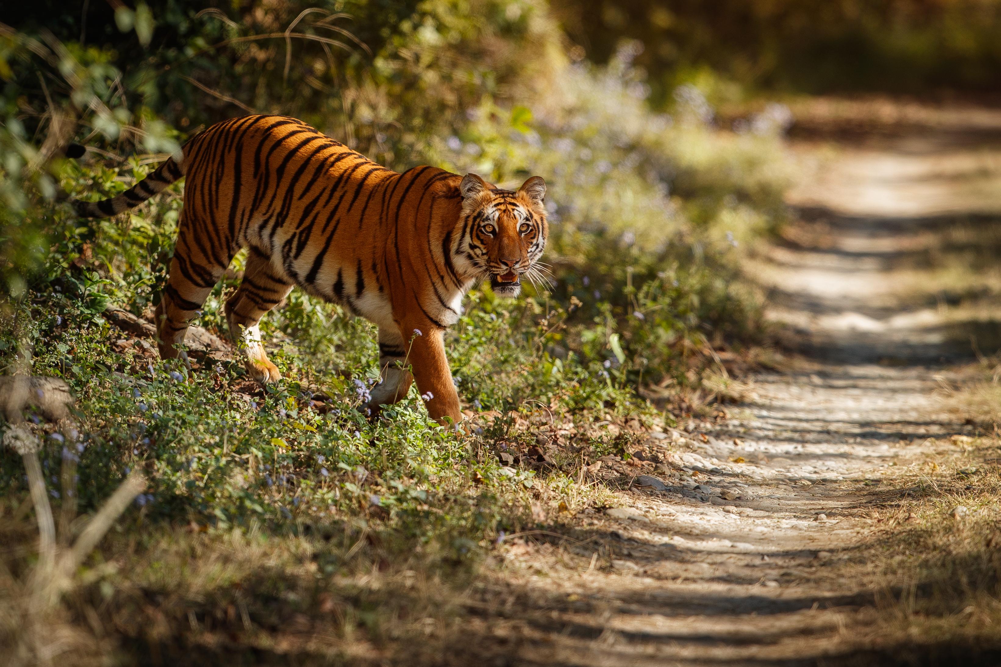 3-Day Ranthambore Tiger Safari Expedition from Delhi