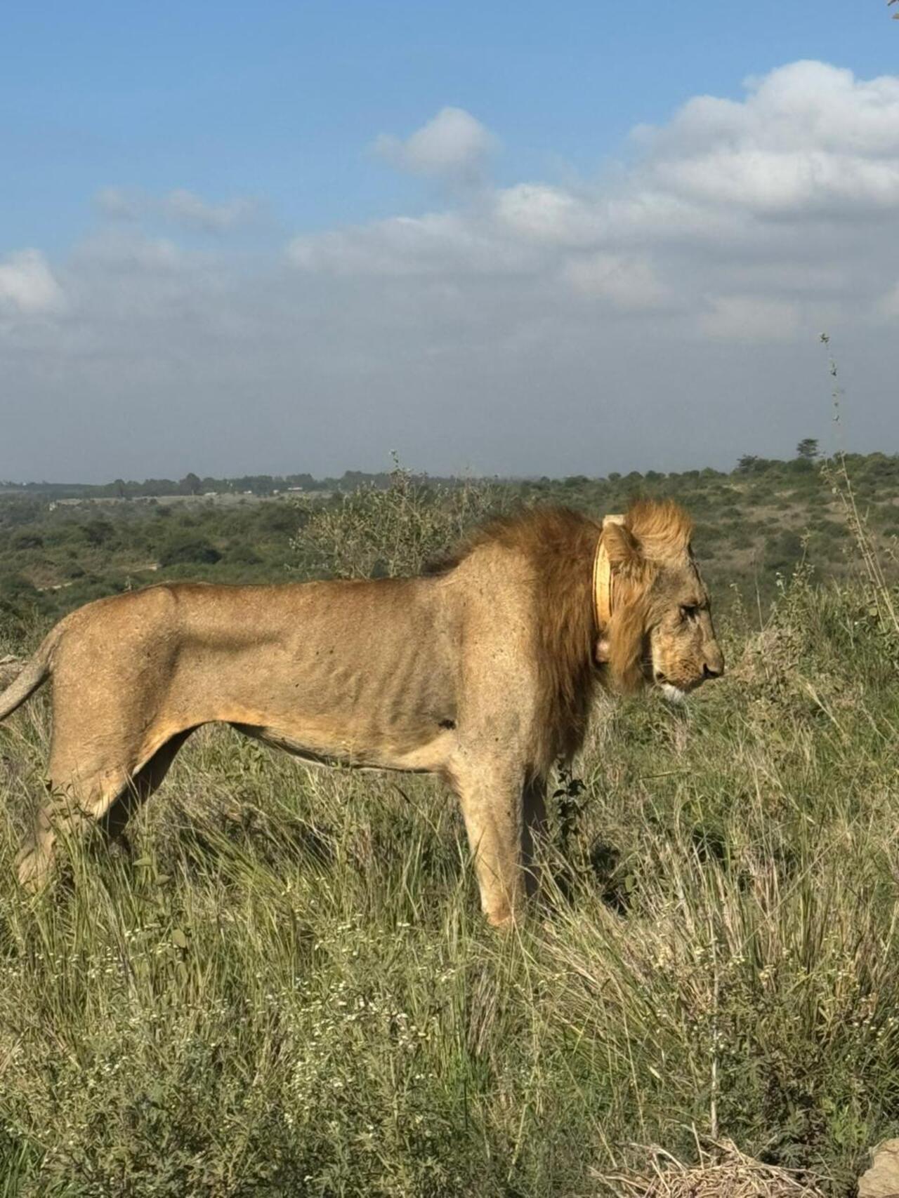 Nairobi National Park 5-Hour 4x4 Wildlife Safari