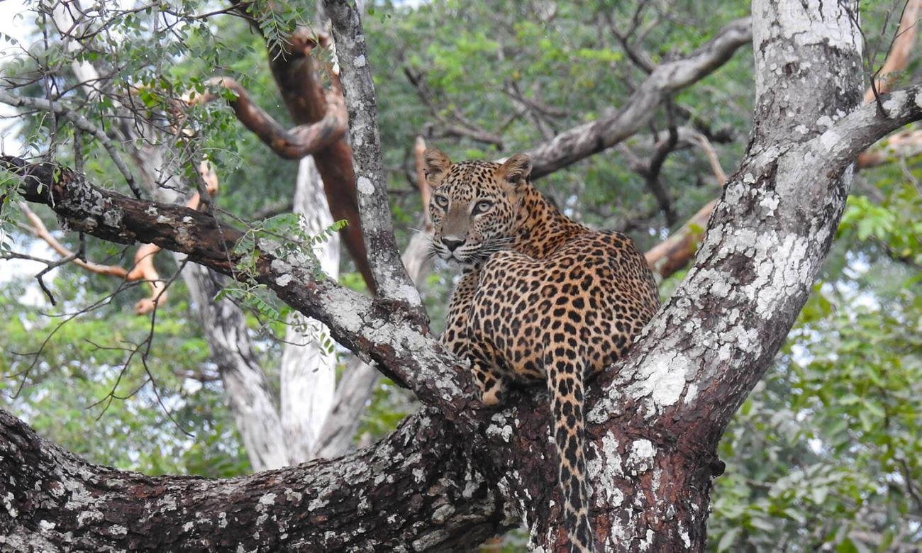 7-Day Private Sri Lanka Highlights Chauffeur Tour