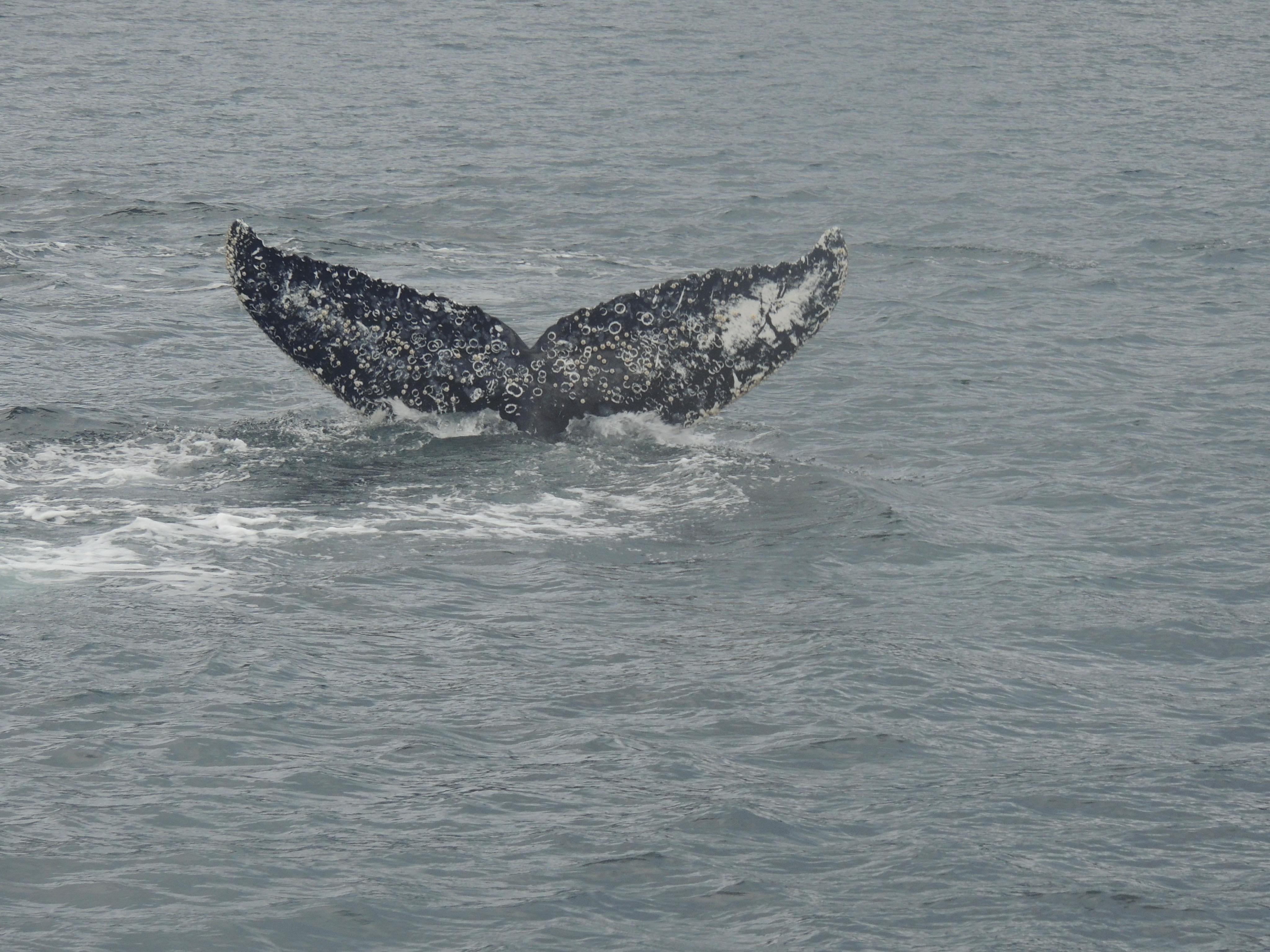 Strait of Magellan Wildlife & Glacier Expedition