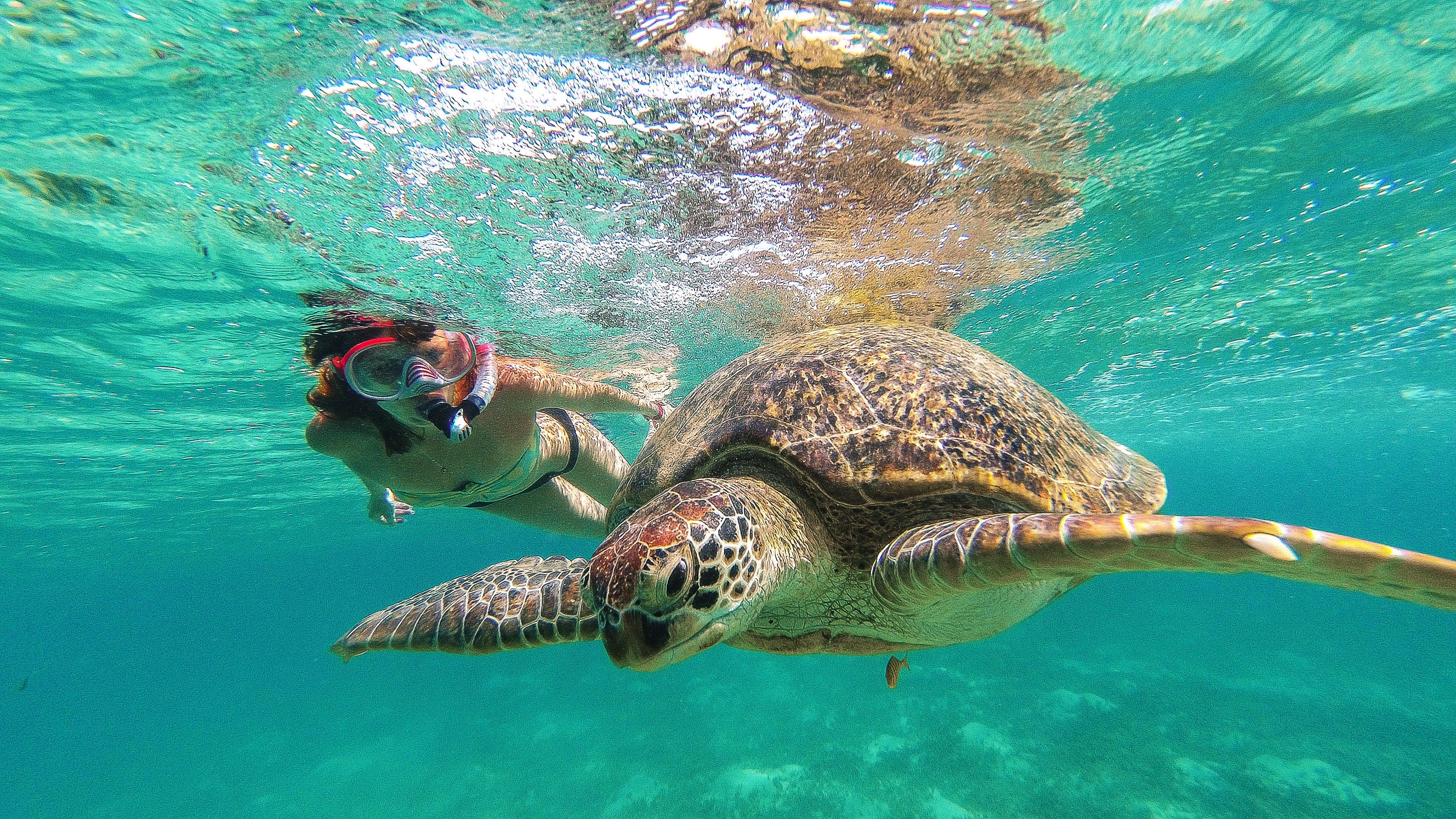 Akumal Reef & Sea Turtle Snorkeling Experience