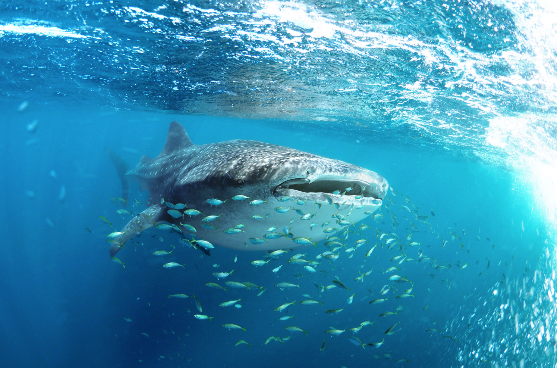 La Paz Whale Shark Snorkeling Adventure