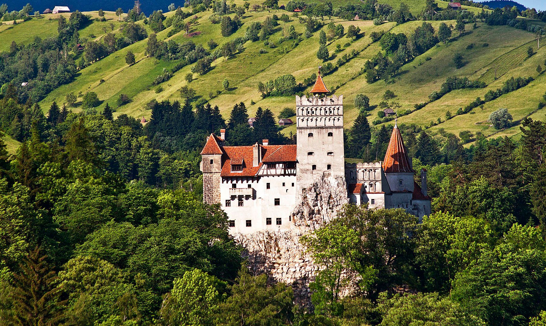 Bucharest to Transylvania: Bear Sanctuary, Bran Castle & Brasov