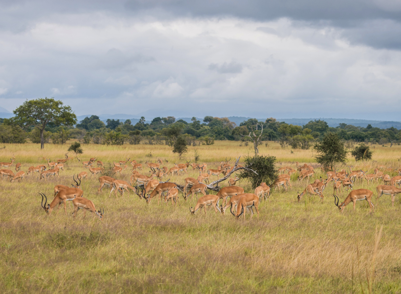 Zanzibar to Mikumi: Fly-In Safari Day Trip by Twin-Engine Plane