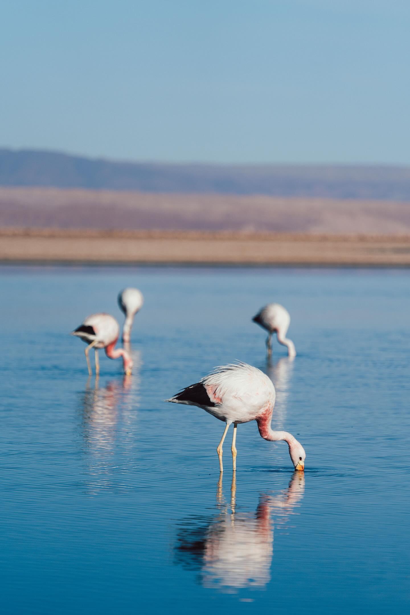 Salt Flat Flamingos & Desert Villages Morning Tour