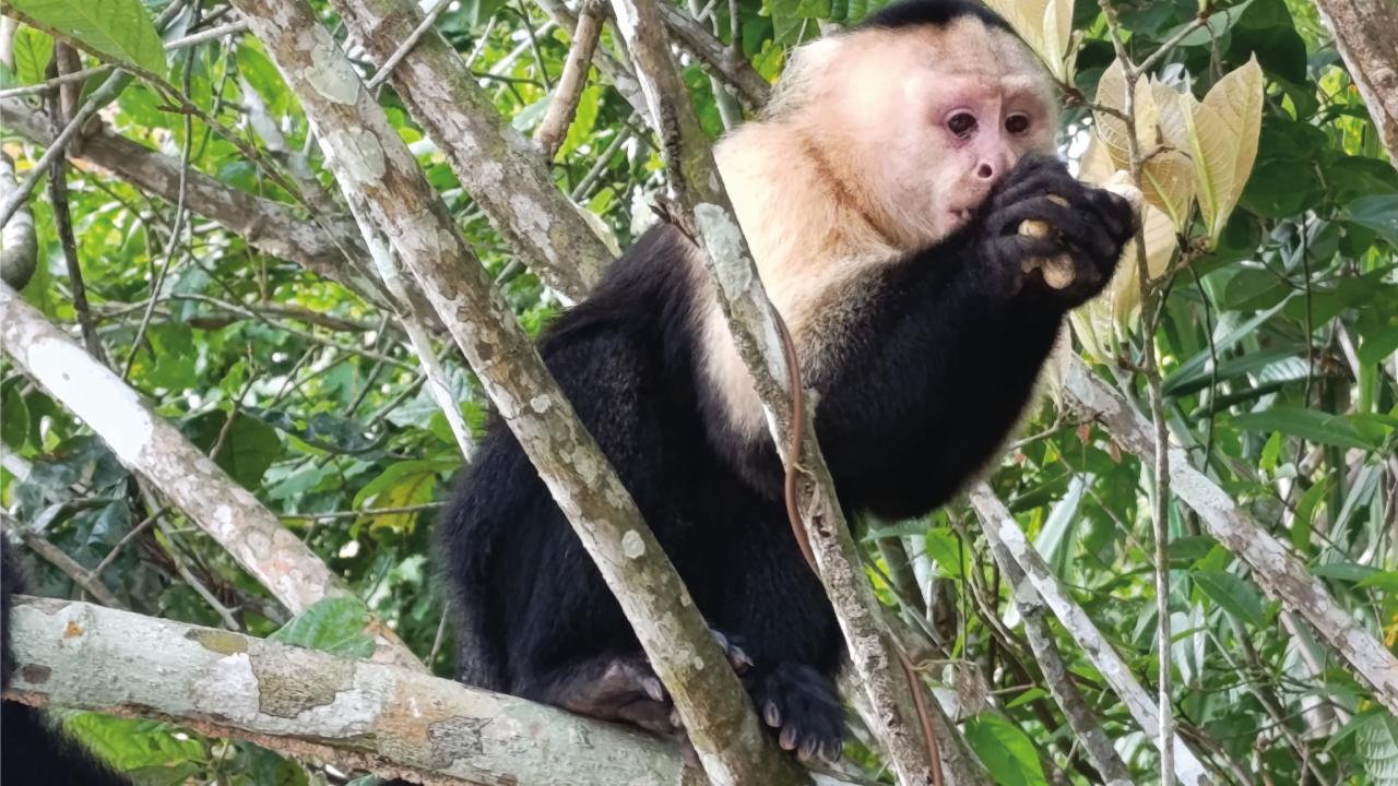 Panama Canal Wildlife Safari: Monkeys, Sloths & Rainforest