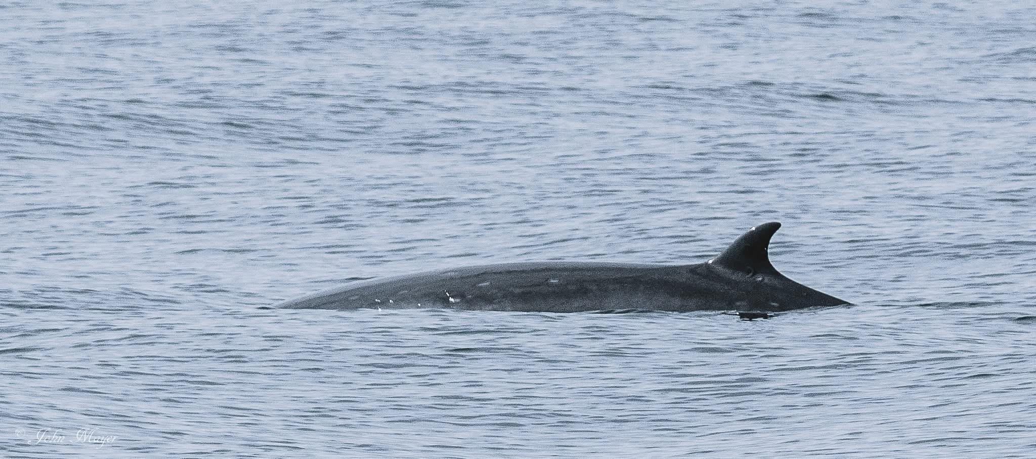 A fin whale's back and dorsal fin