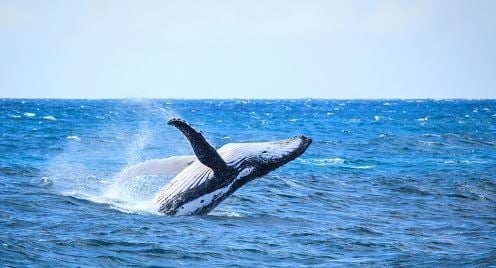 Intimate Whale Watching Voyage from Mooloolaba