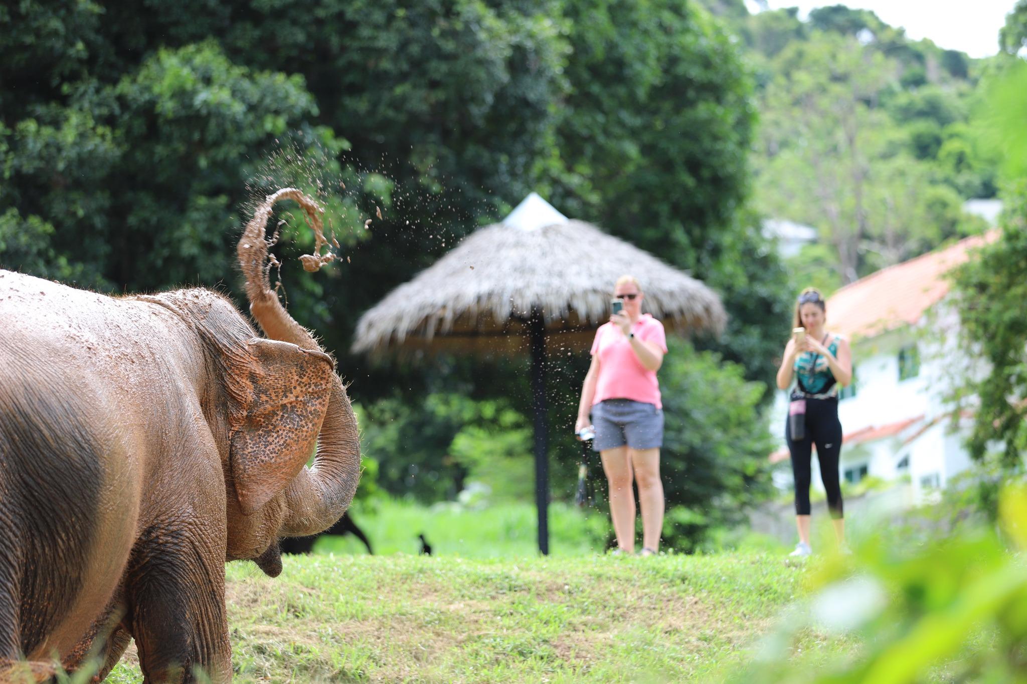 Samui Ethical Elephant Sanctuary Half-Day Experience