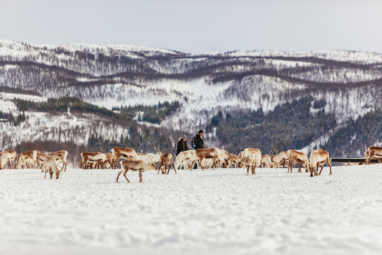 Tromso reindeer sledding and feeding tour with a Sami guide — image 21