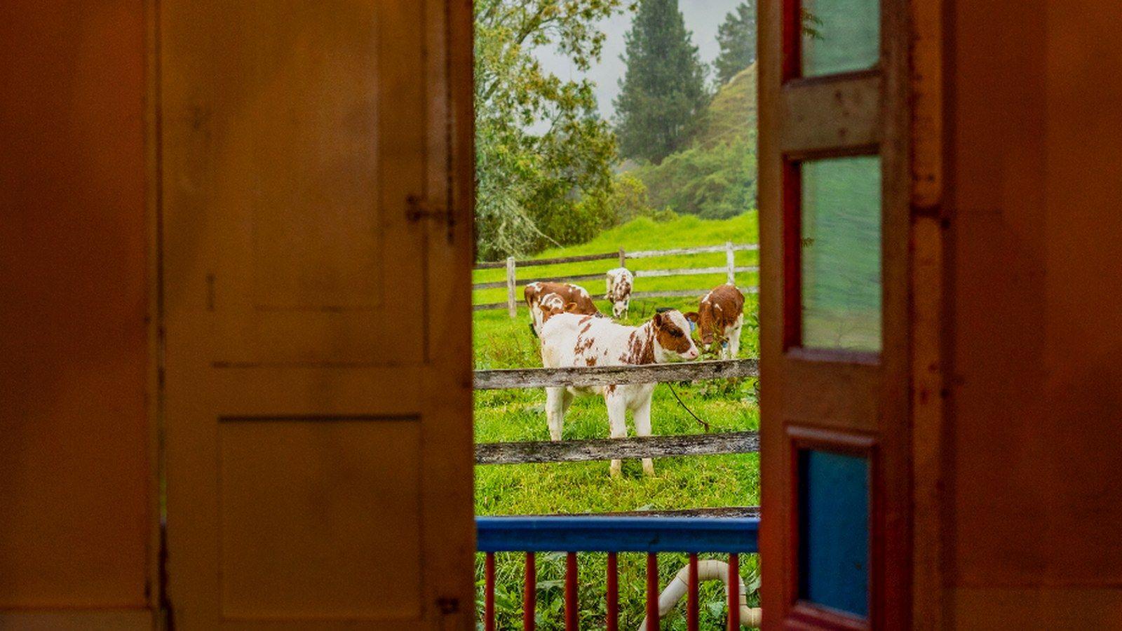 Cocora Valley Dairy Farm Experience with Yogurt Making