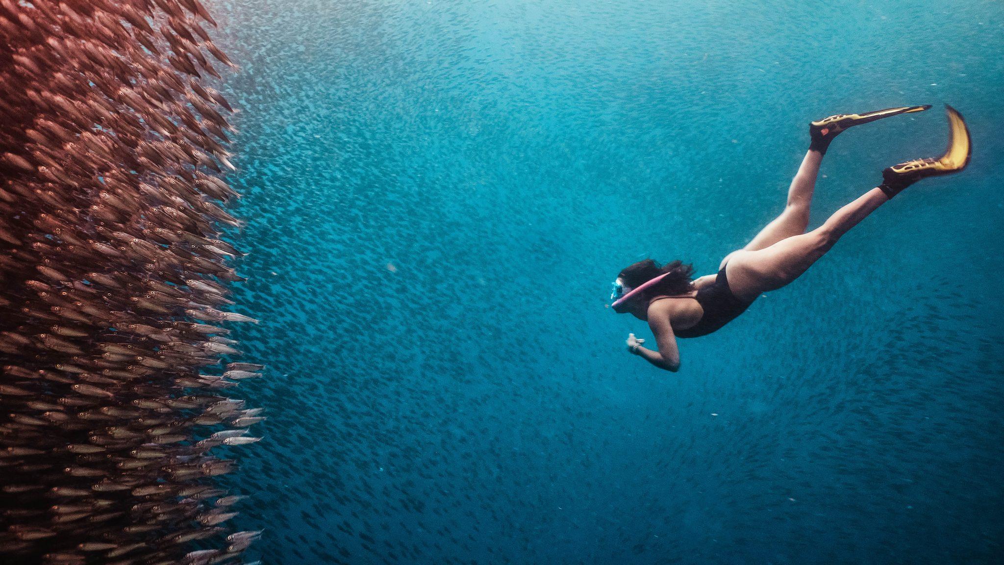 Cebu Ultimate Day Tour: Whale Sharks, Monkey Sanctuary & Moalboal Snorkeling