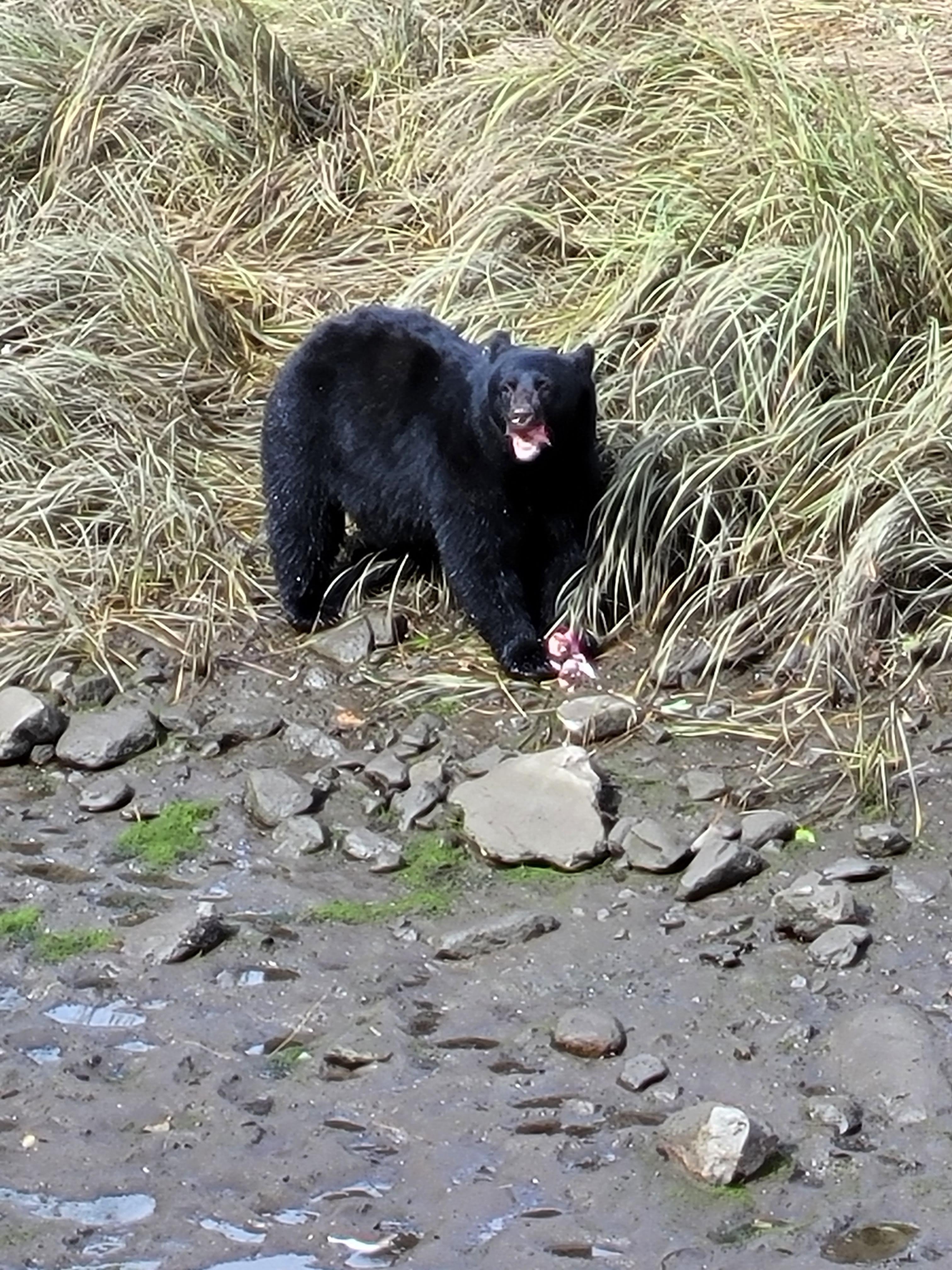 Ketchikan Wildlife & Waterfall Explorer